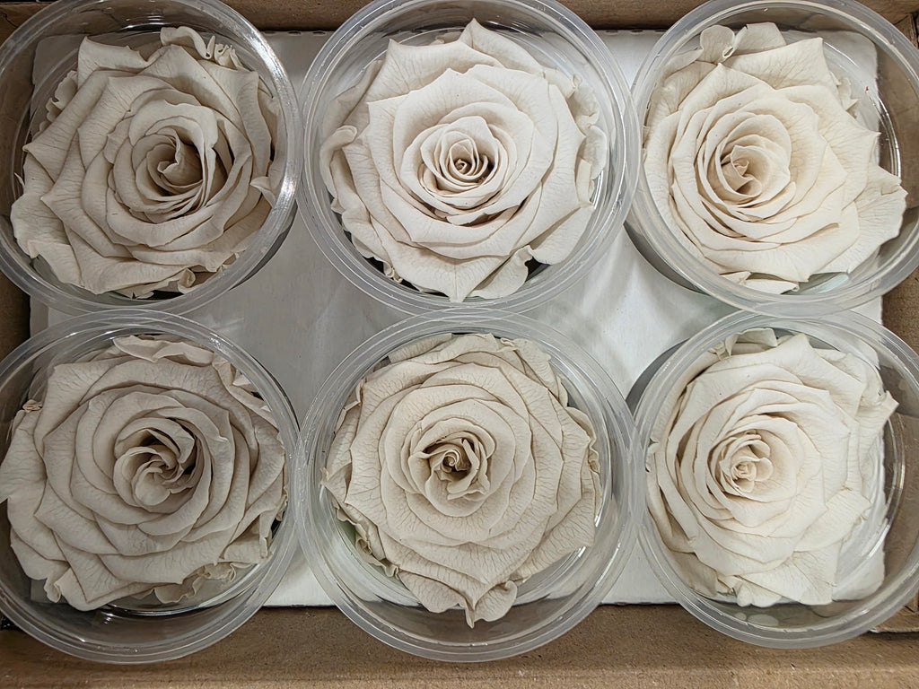 Artificial Preserved Rosa Xl Whi 04