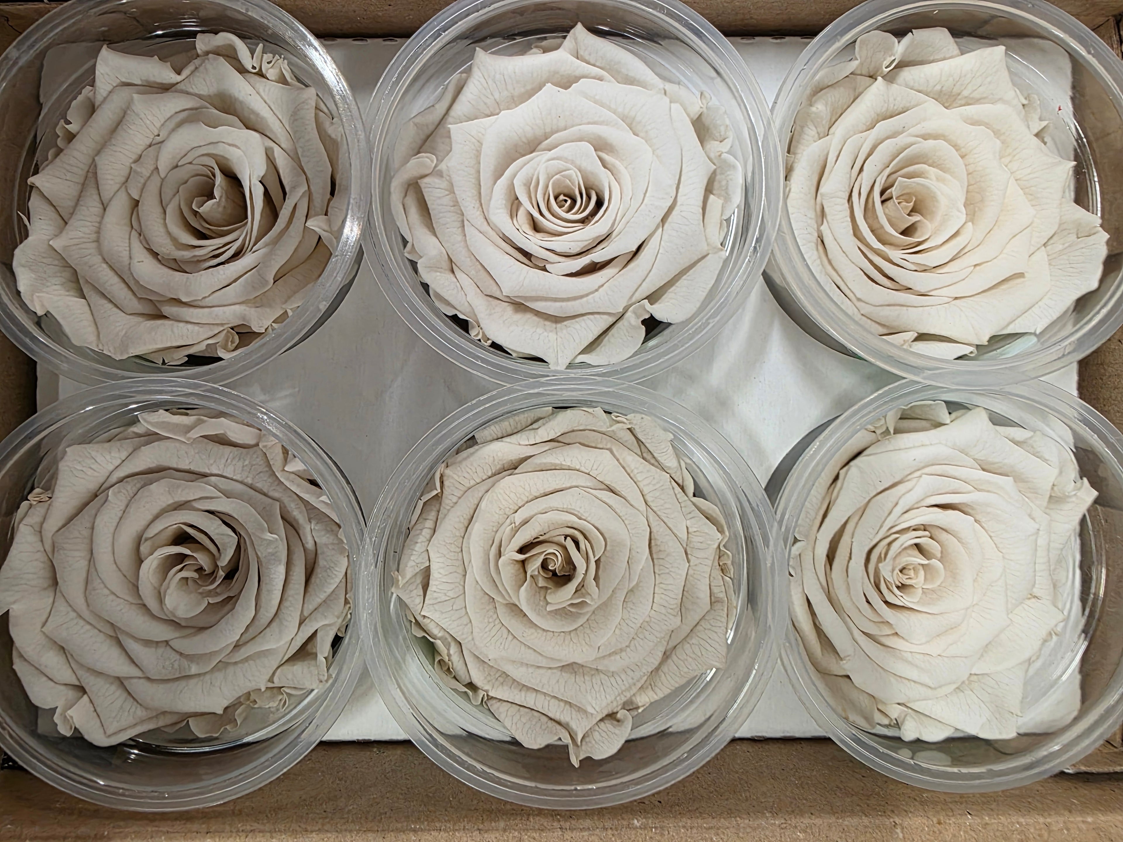 Artificial Preserved Rosa Xl Whi 04