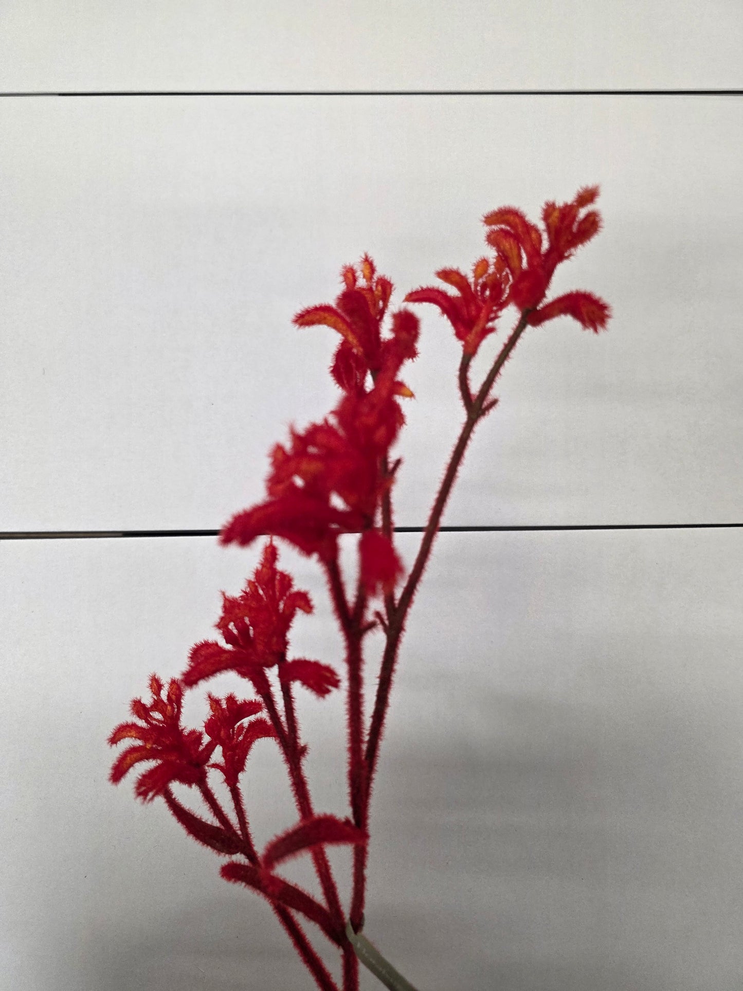 Artificial Kangaroo Paw Spray Orange