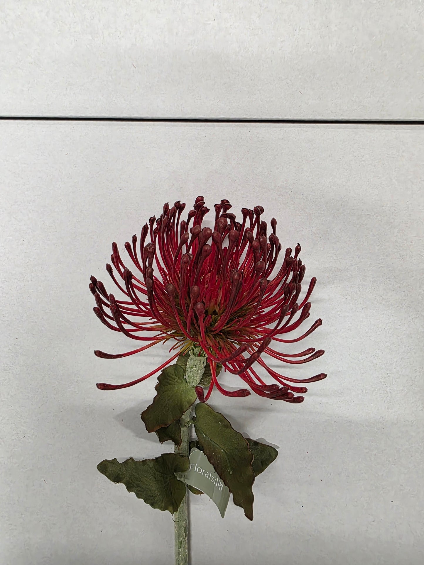 Artificial Pin Cushion Protea Burgundy 66cm