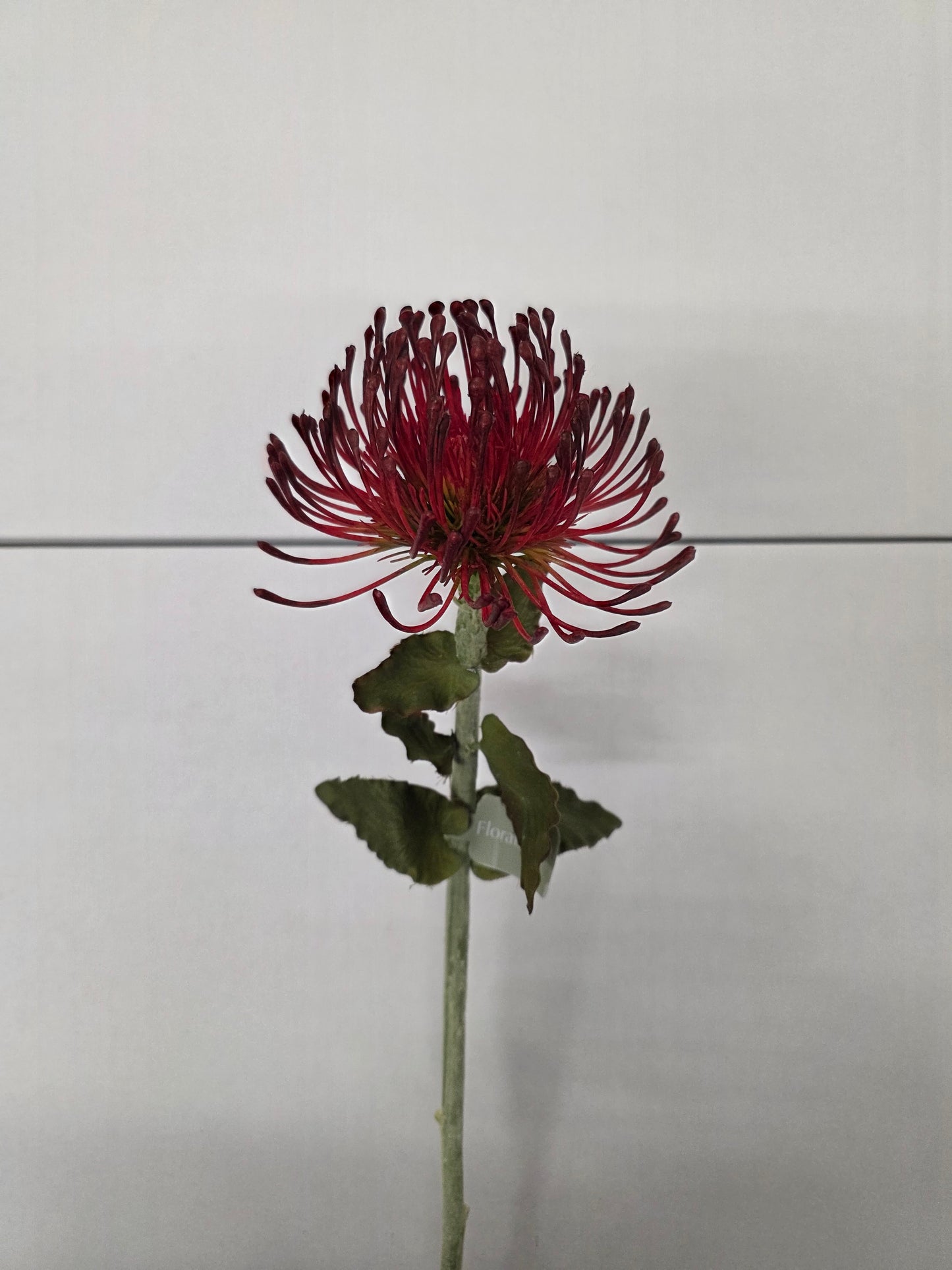 Artificial Pin Cushion Protea Burgundy 66cm