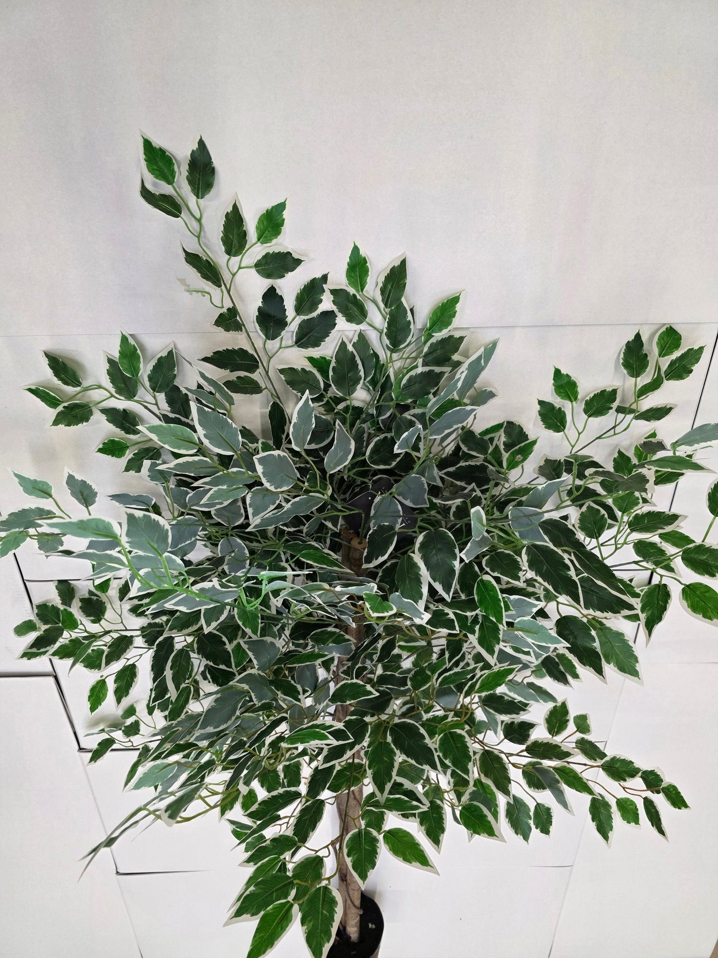 Artificial Ficus In Pot Green Variegated