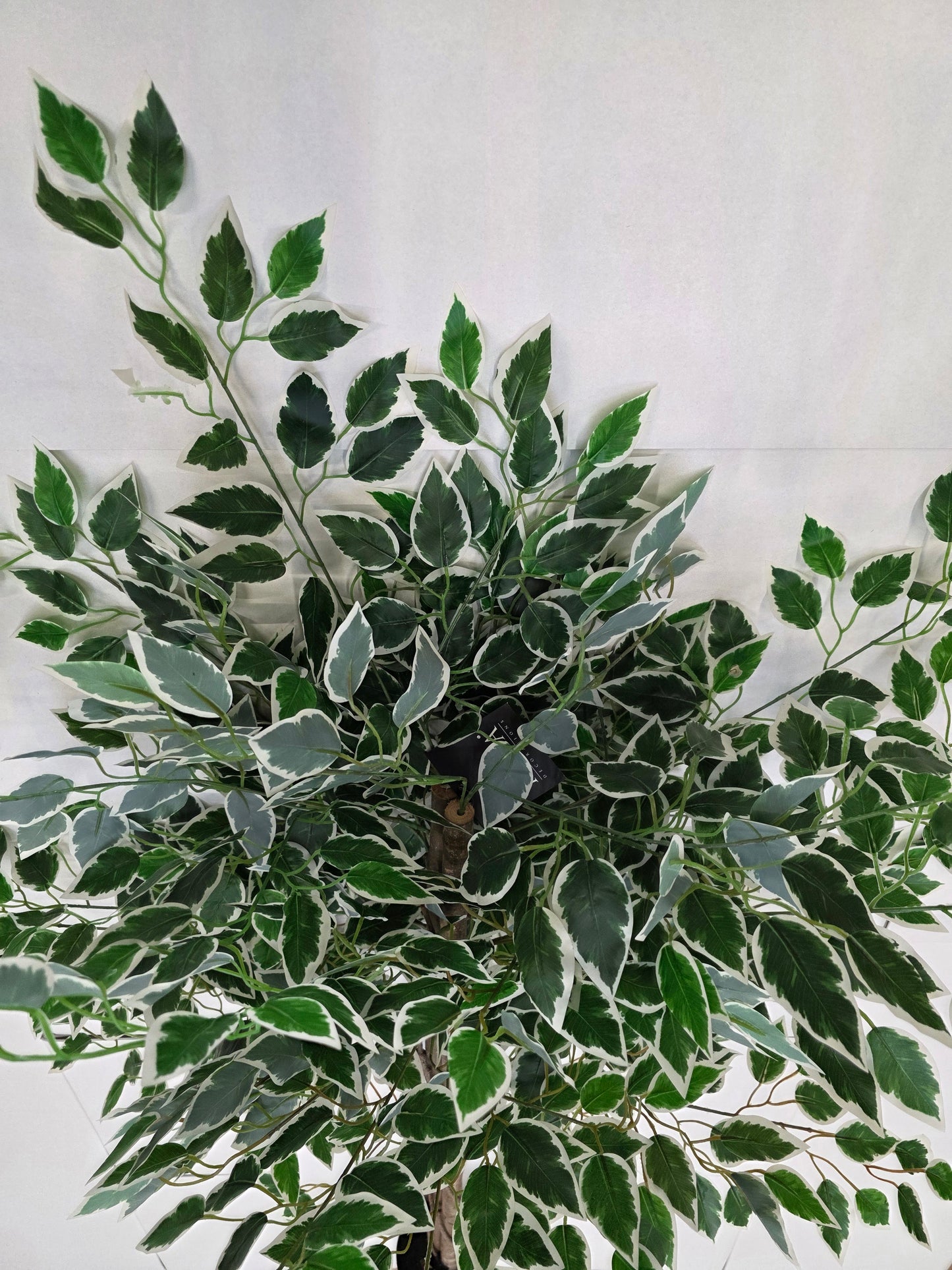 Artificial Ficus In Pot Green Variegated