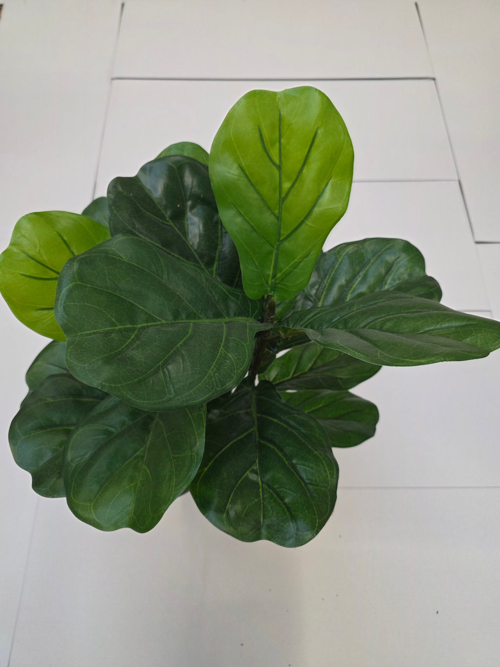 Artificial Ficus Lyrata Green 75cm