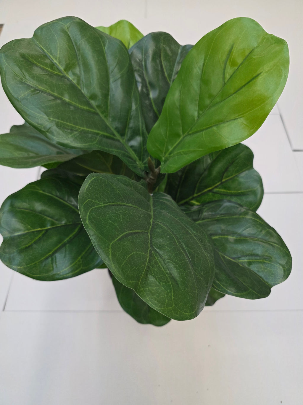 Artificial Ficus Lyrata Green 75cm