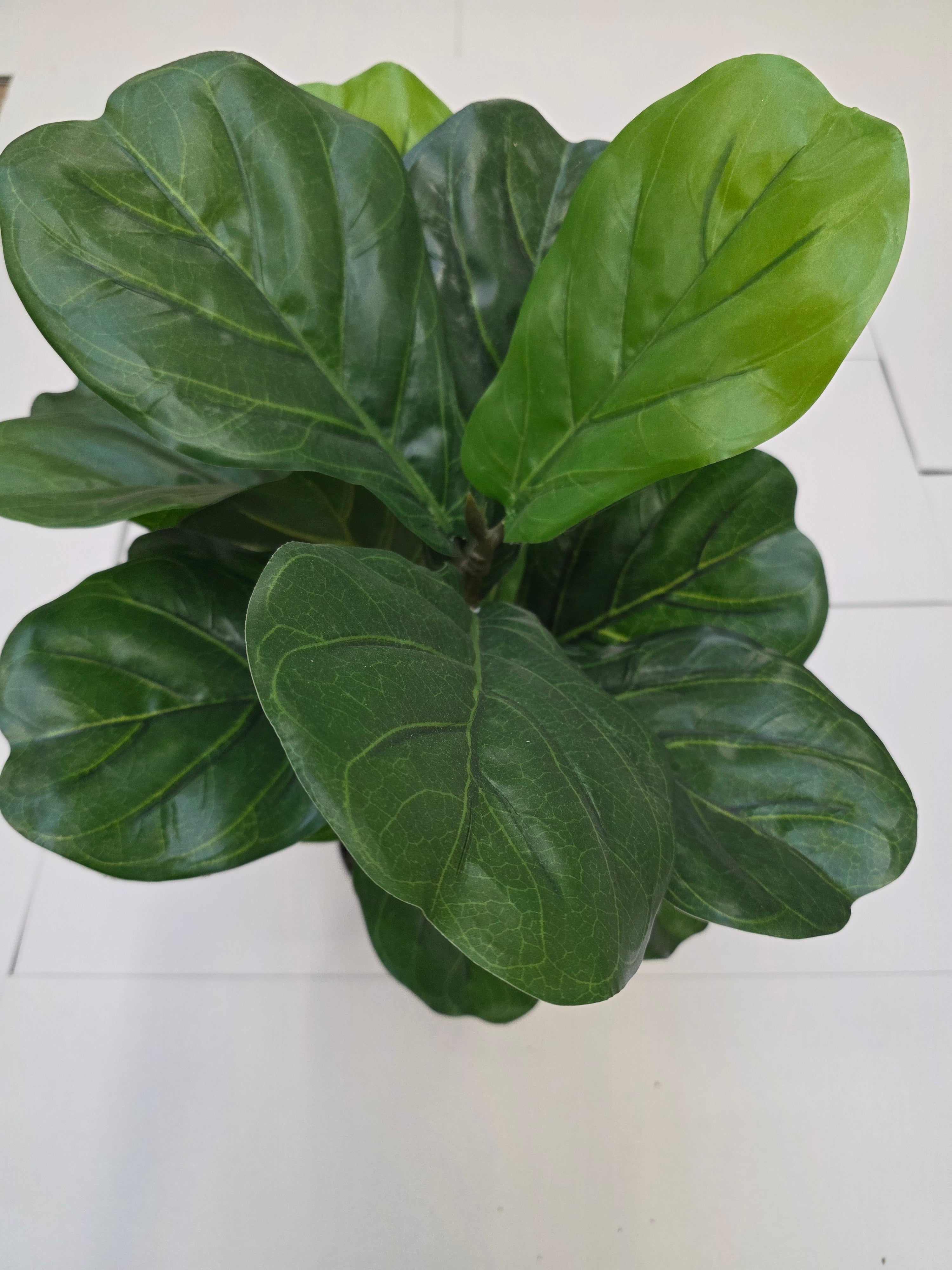 Artificial Ficus Lyrata Green 75cm