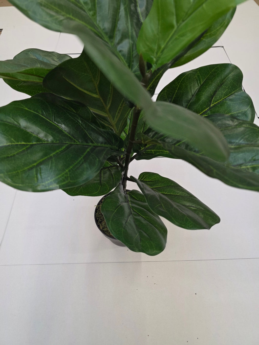 Artificial Ficus Lyrata Green 75cm