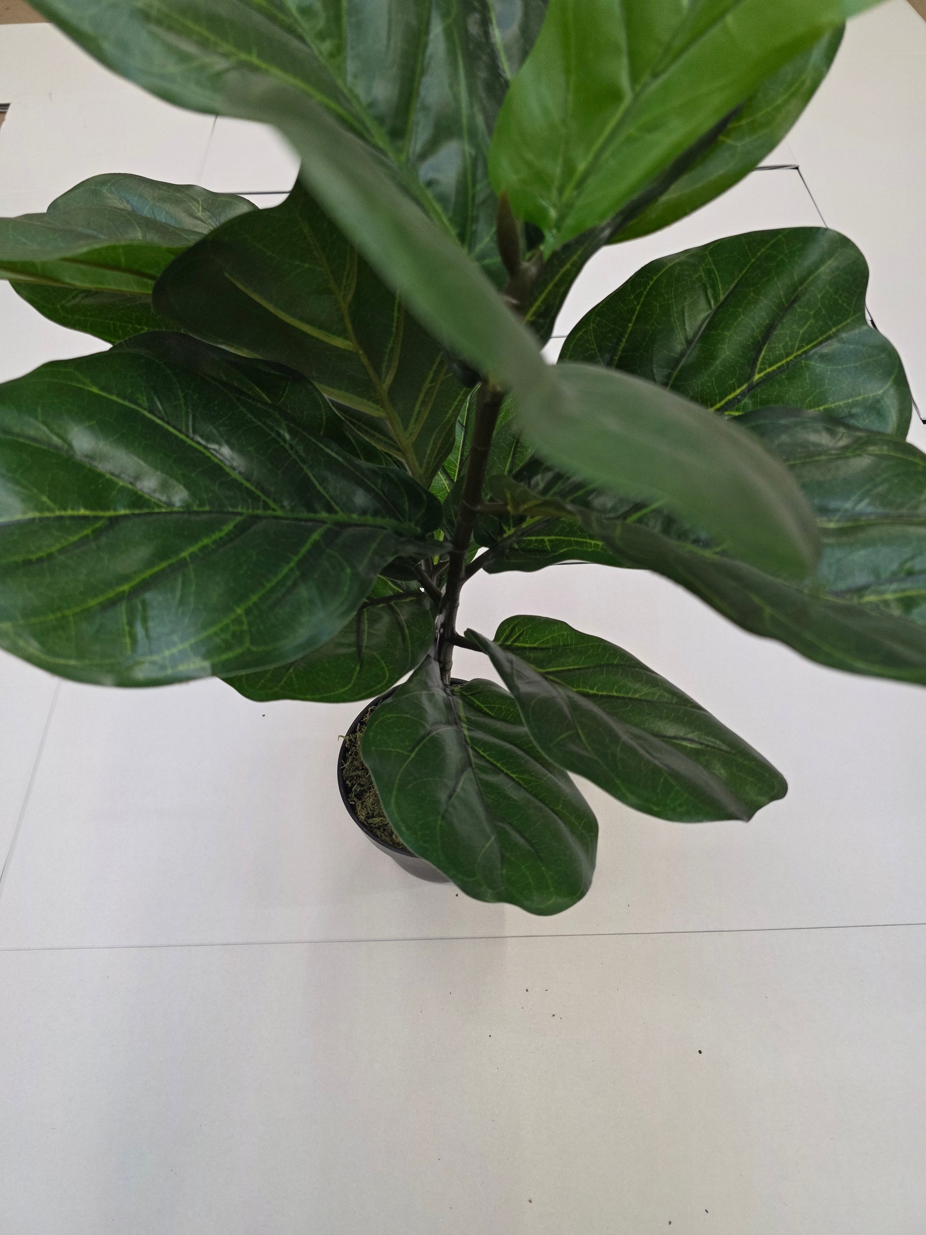 Artificial Ficus Lyrata Green 75cm