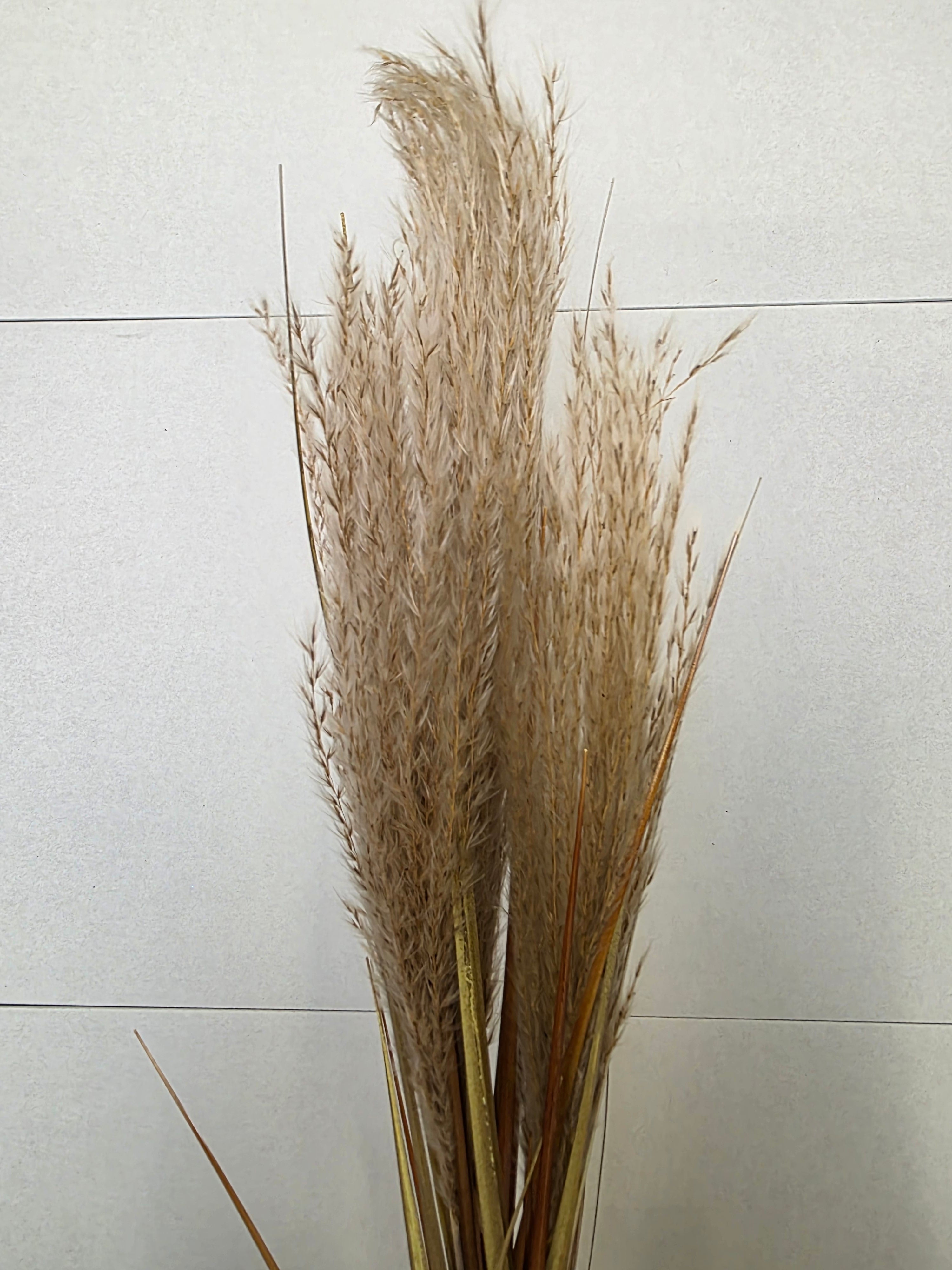 Artifical Dried Effect Reed Spray Cream (PACK OF 2)