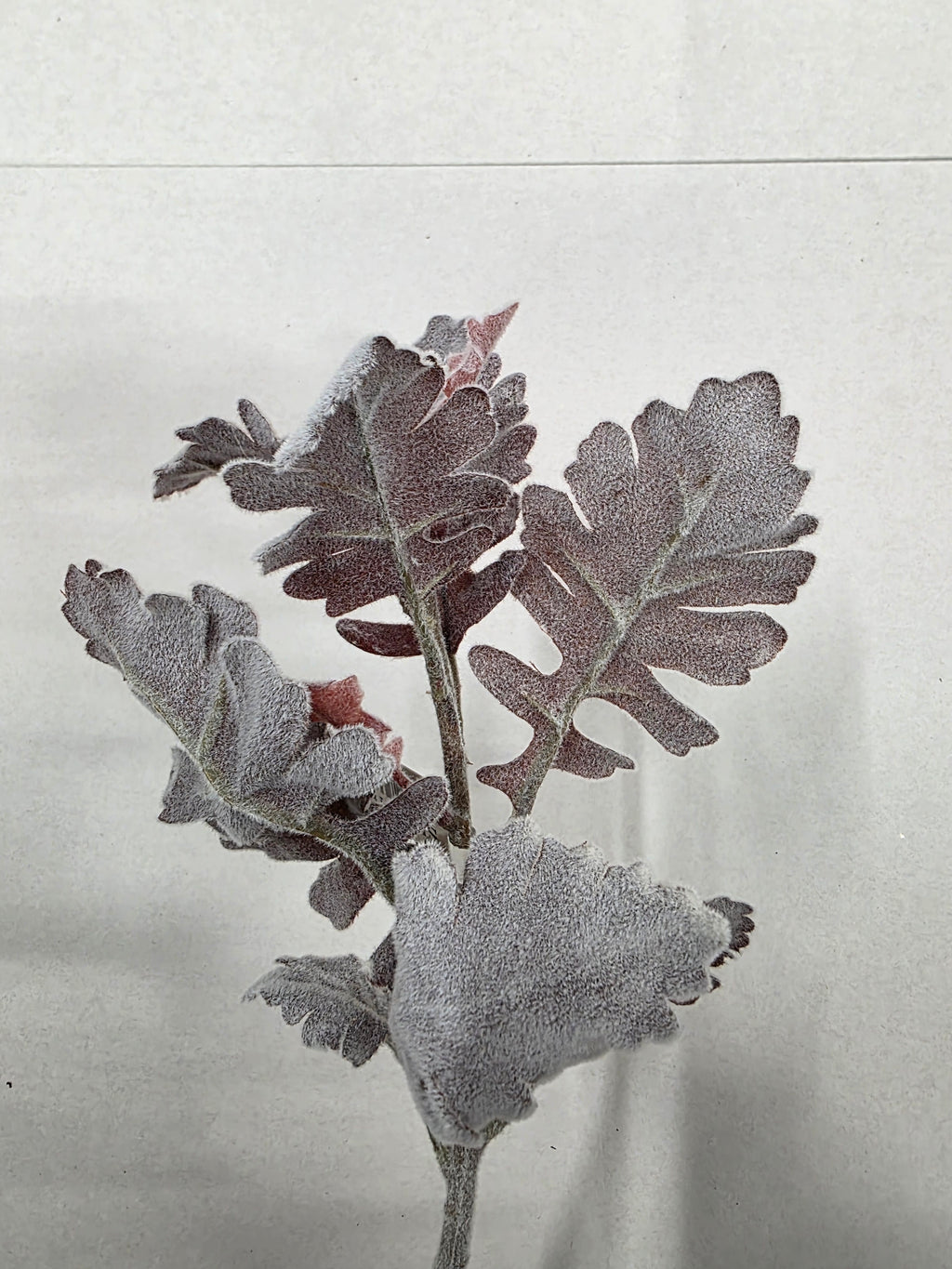 Artifical Dusty Miller Burgundy (PACK OF 3)