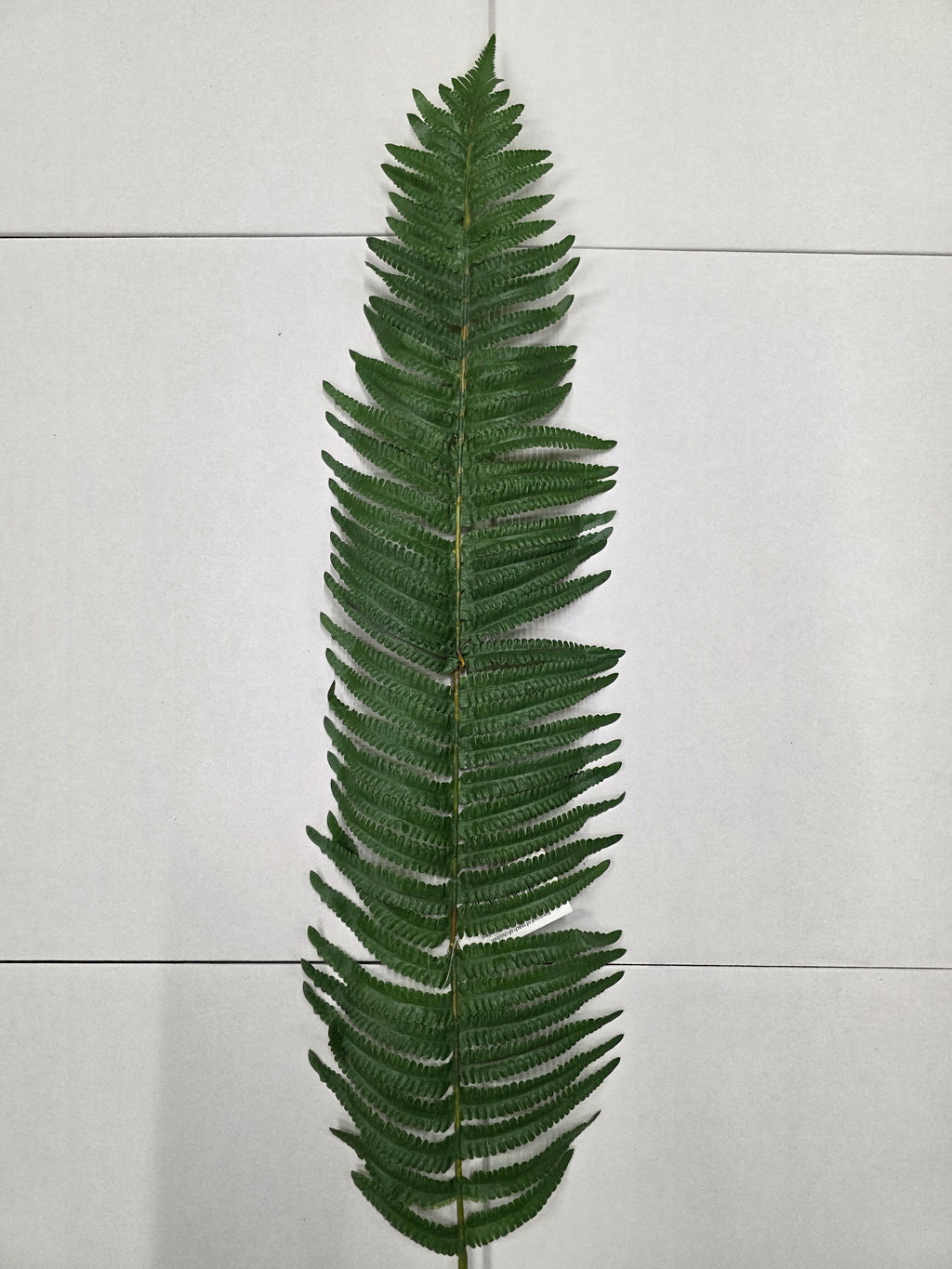 Artifical Fern Leaf (PACK OF 2)