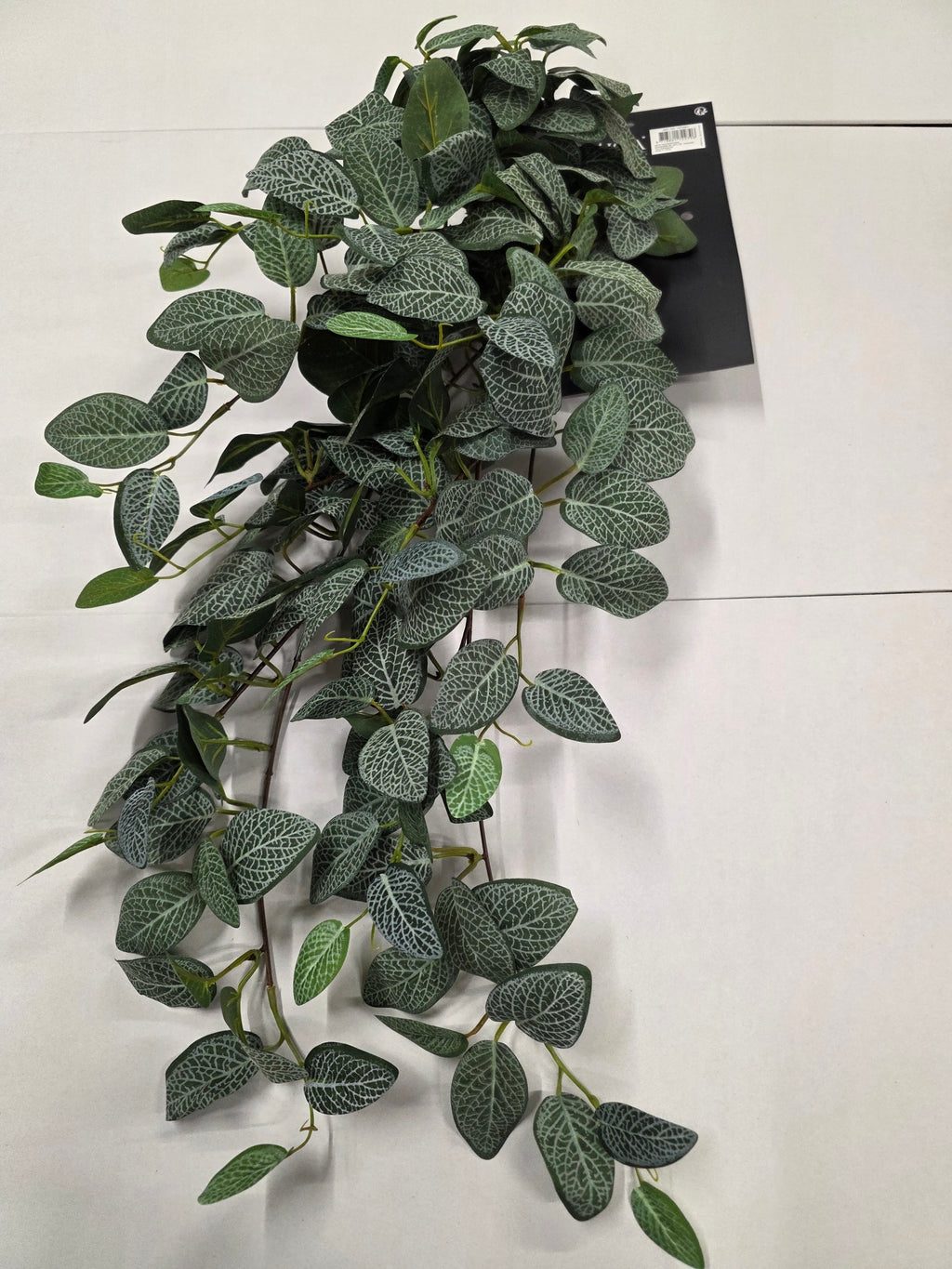 Artifical Fittonia Hanging Green