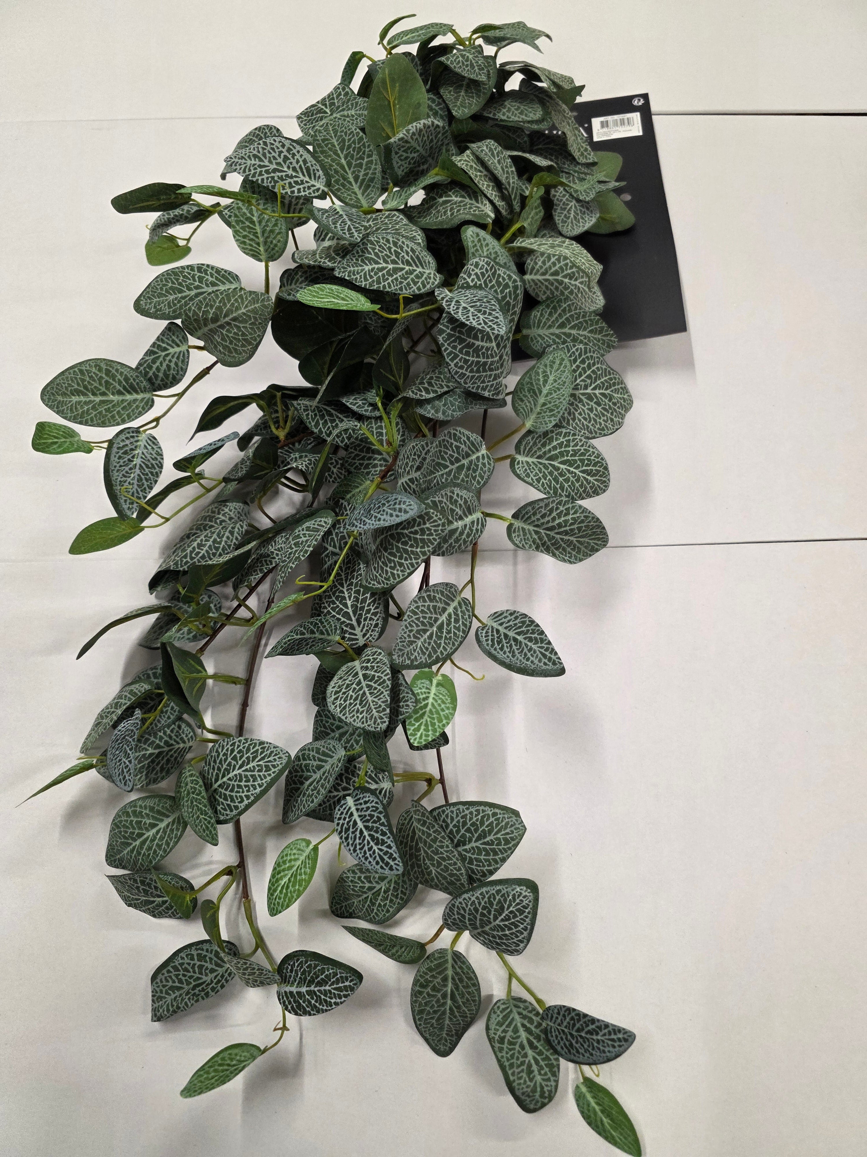 Artifical Fittonia Hanging Green