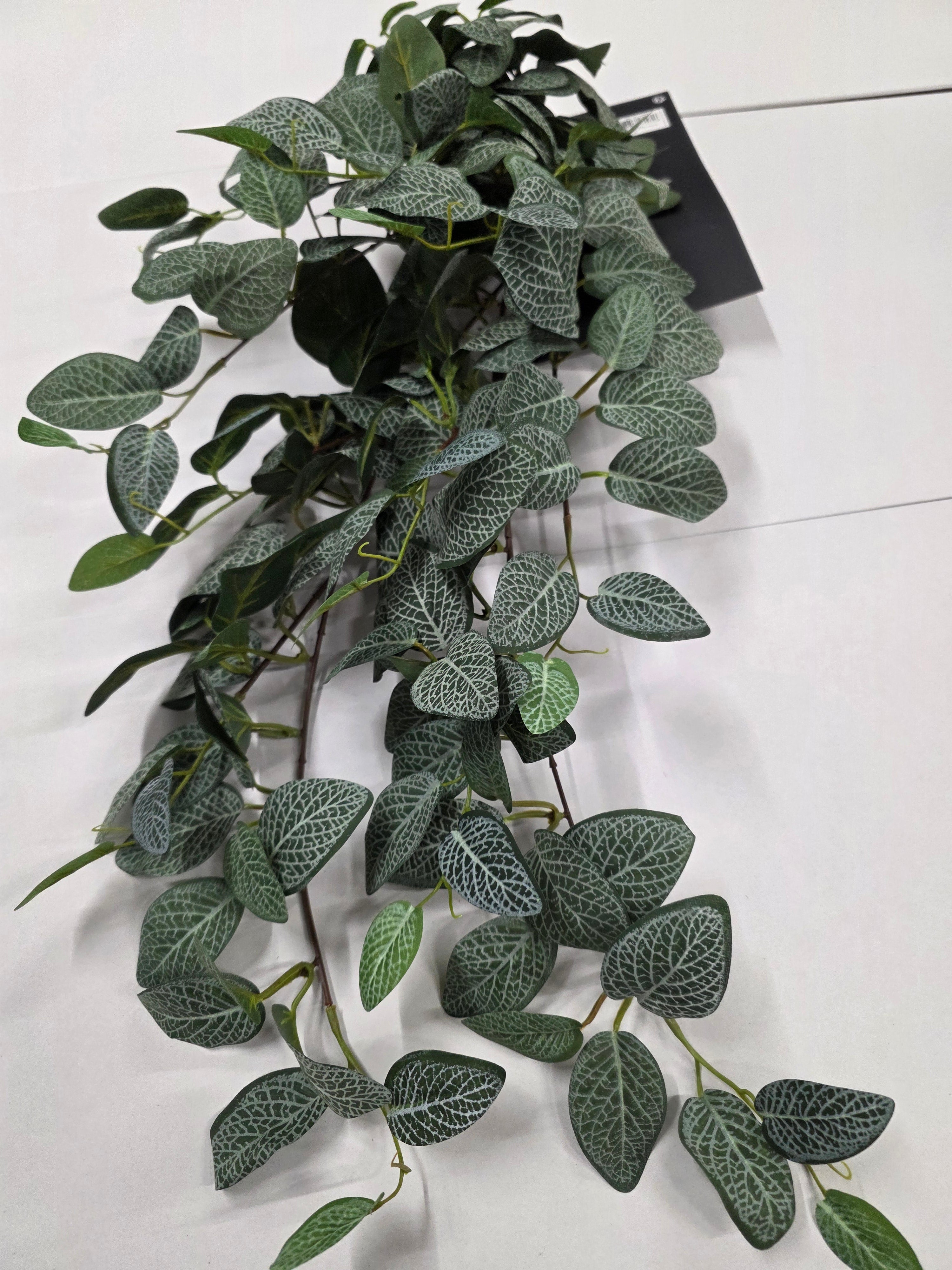 Artifical Fittonia Hanging Green