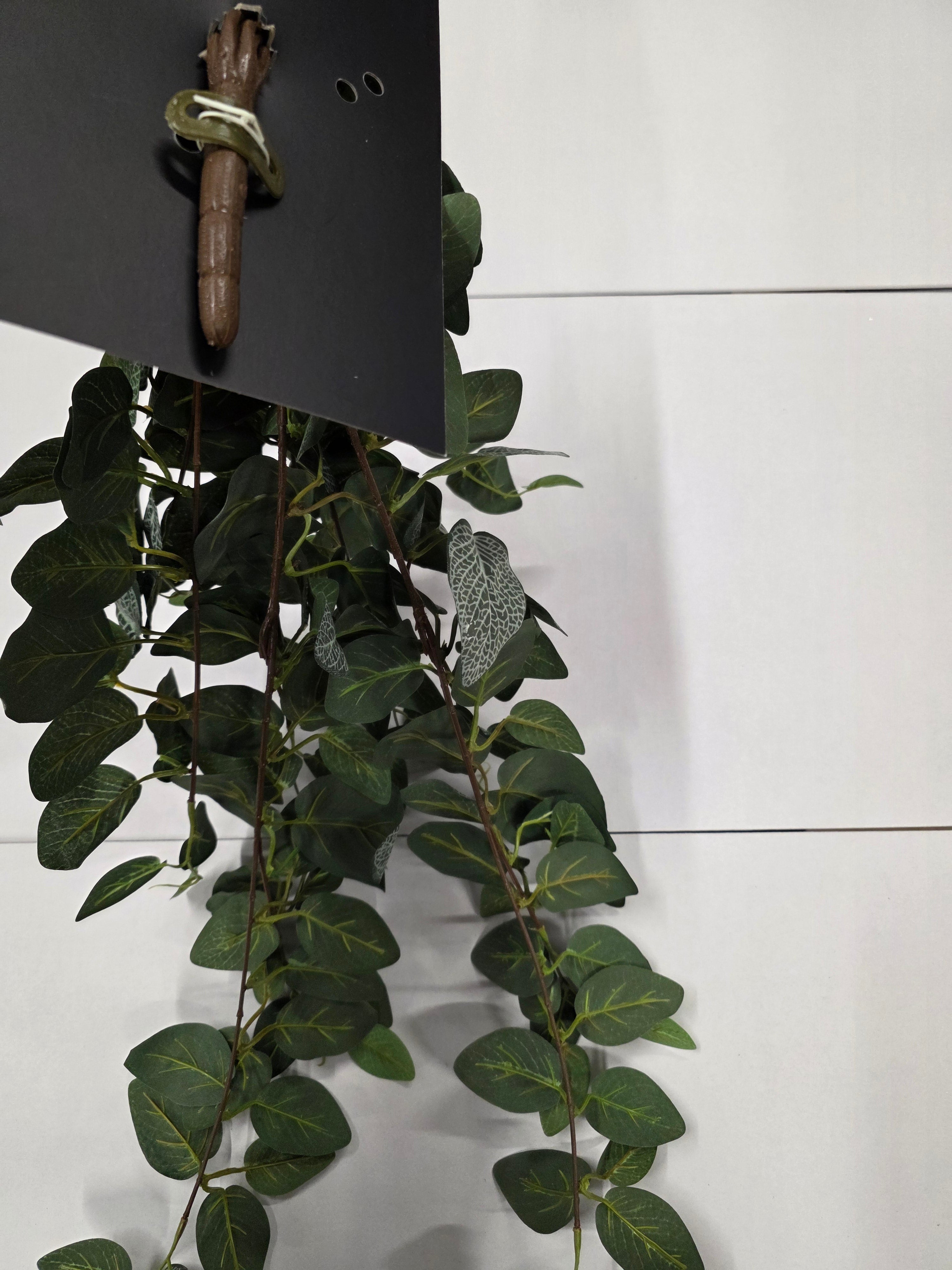 Artifical Fittonia Hanging Green