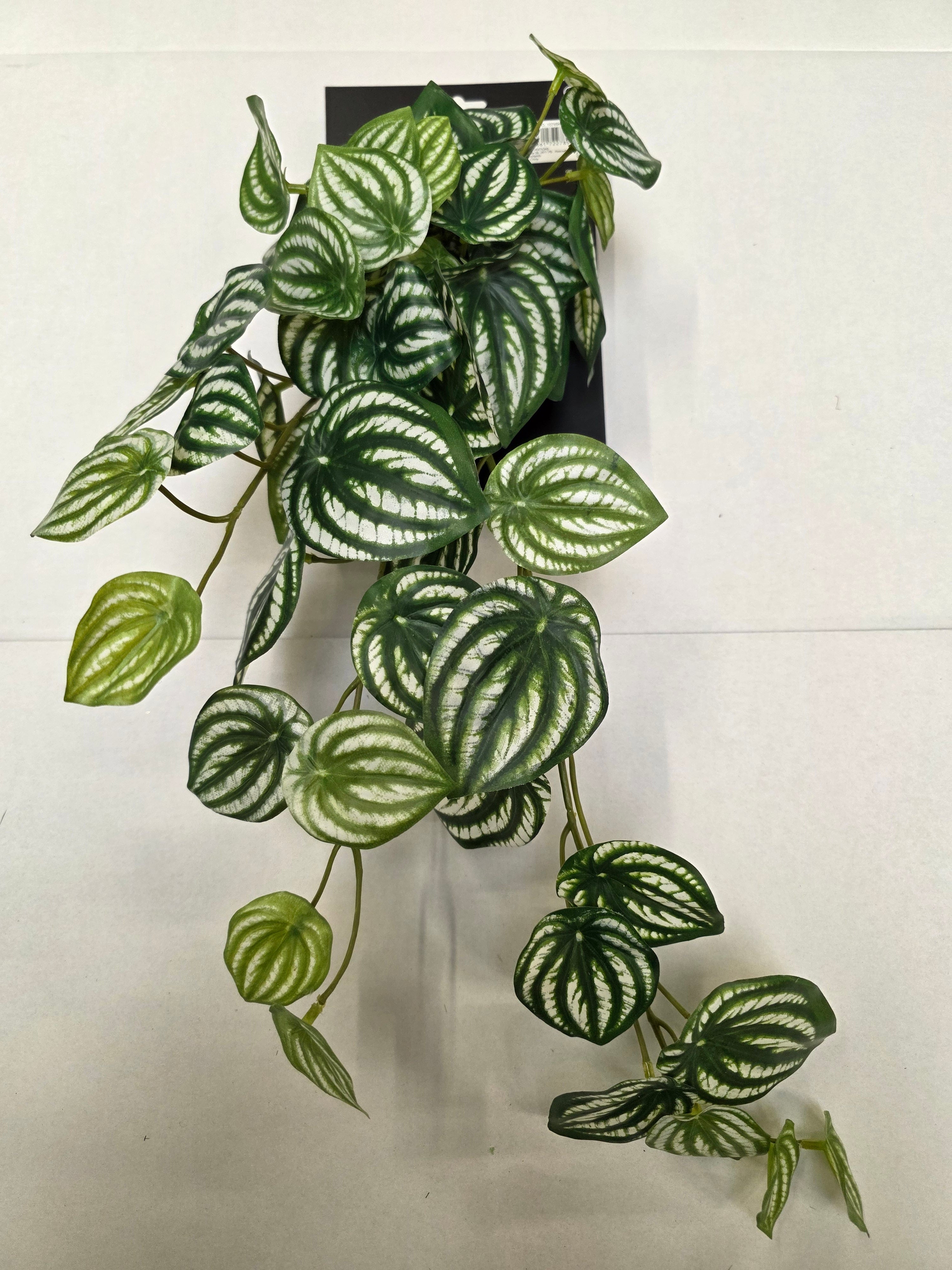 Artificial Peperomia Hanging Green Variegated
