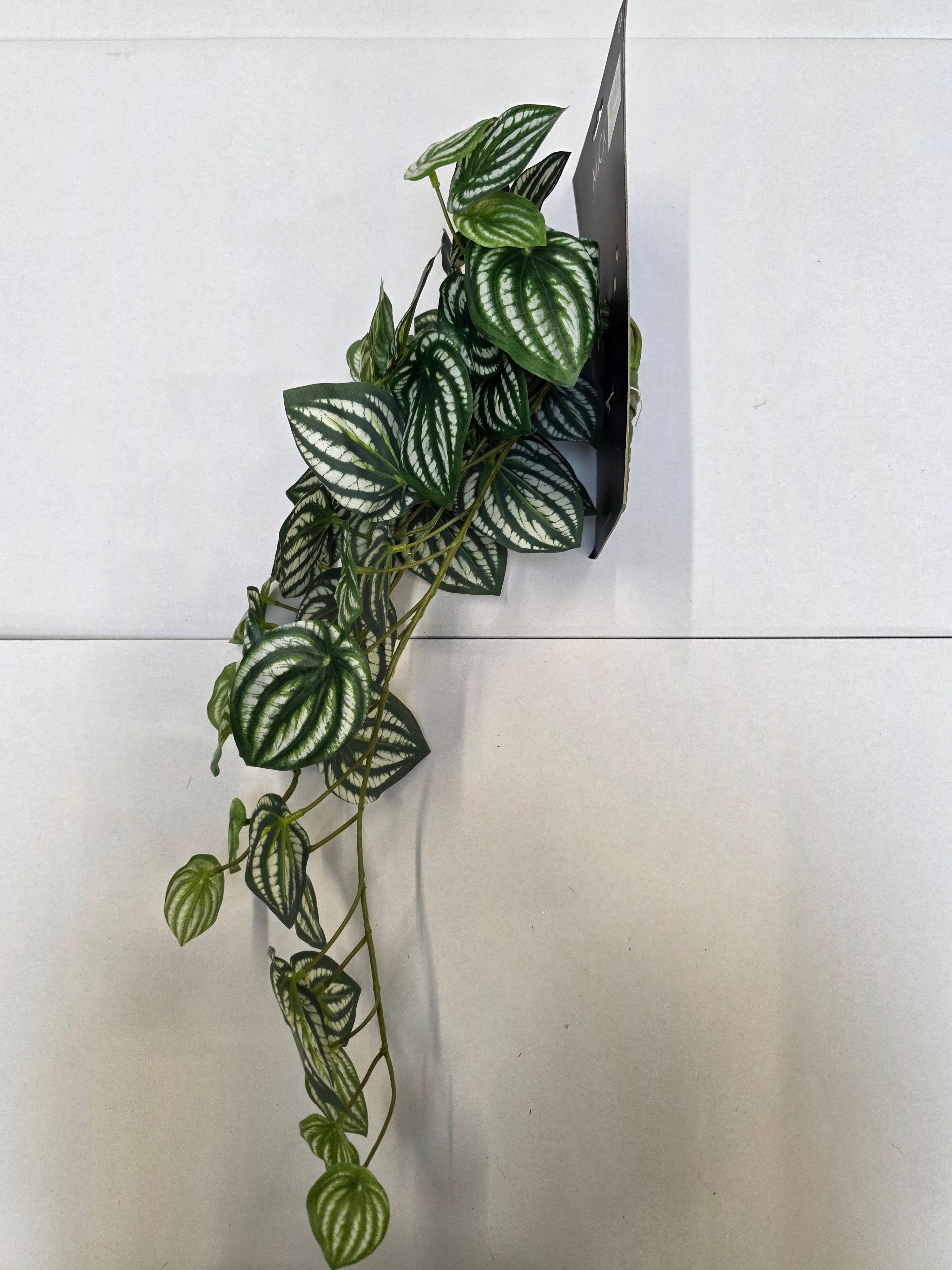 Artificial Peperomia Hanging Green Variegated
