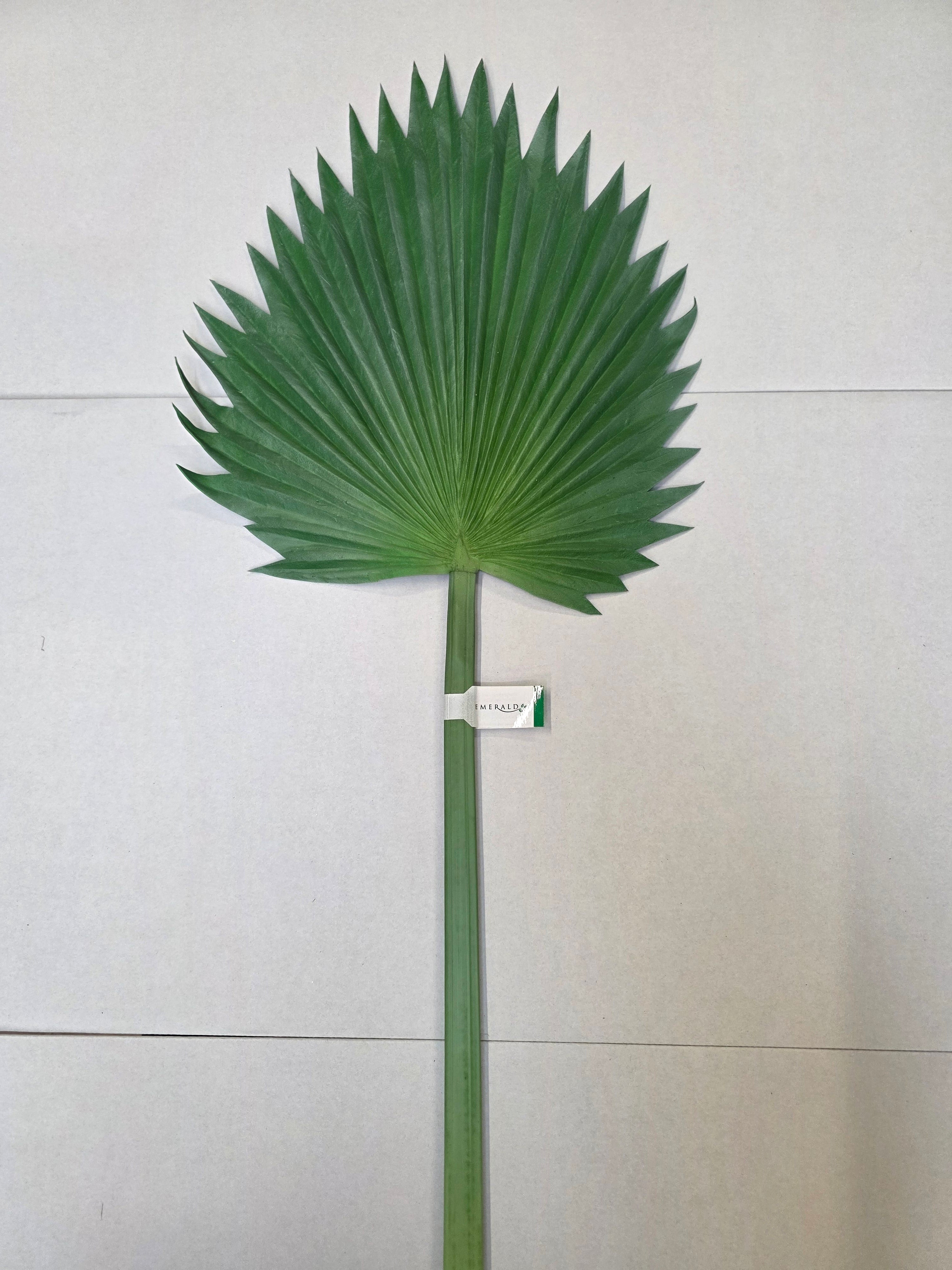 Artificial Washingtonia Leaf Green Grey