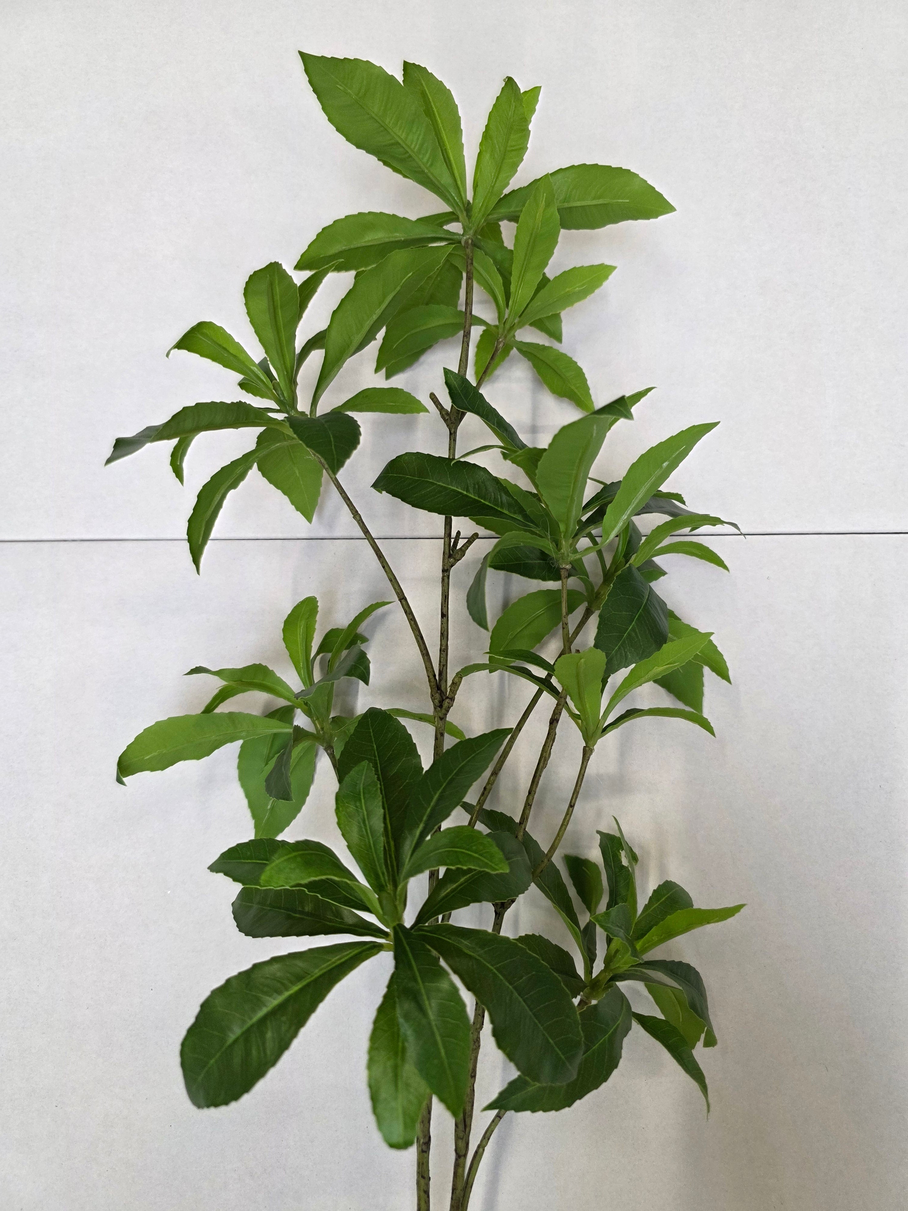 Artificial Wild Schefflera Spray Green