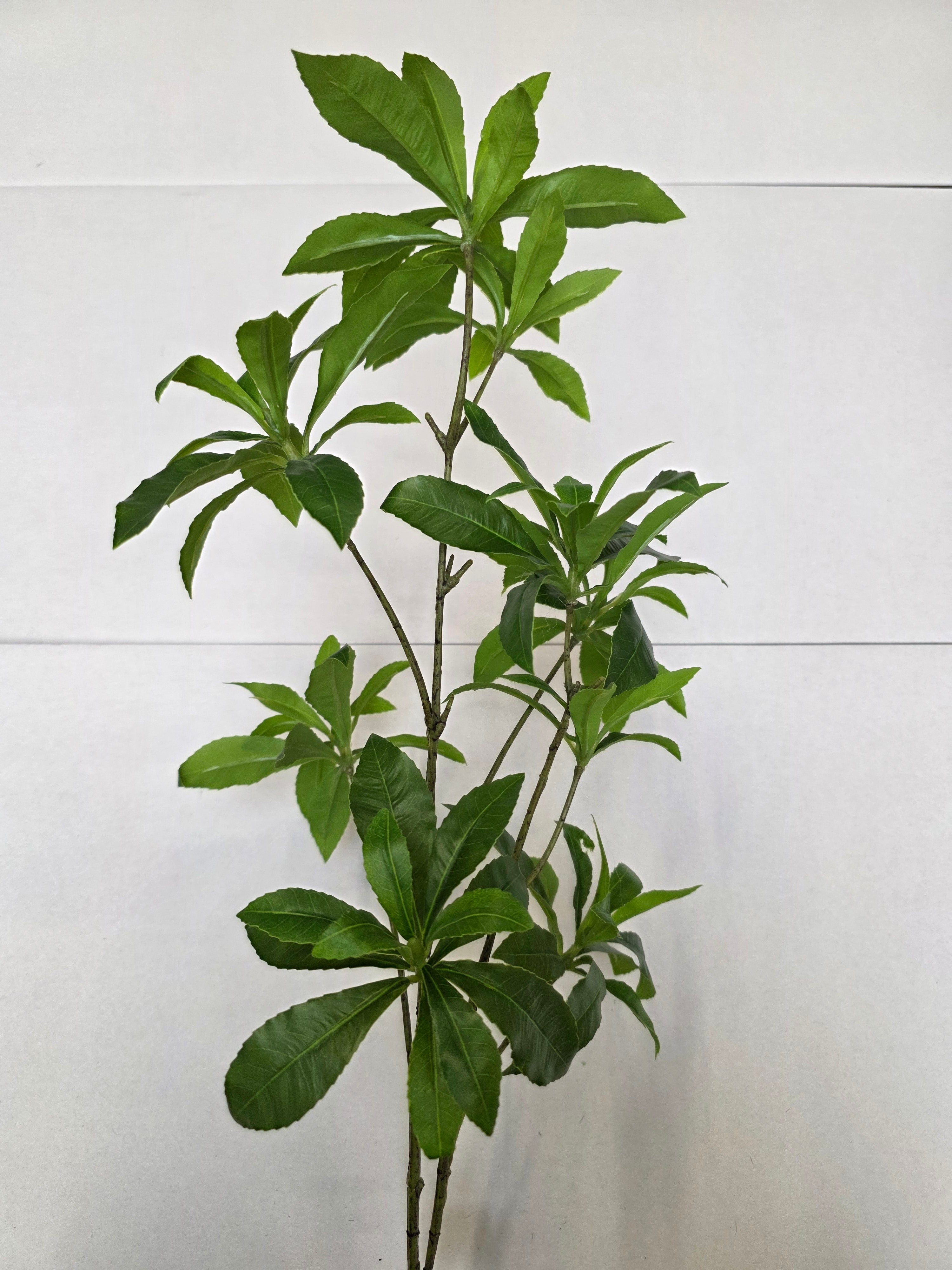 Artificial Wild Schefflera Spray Green