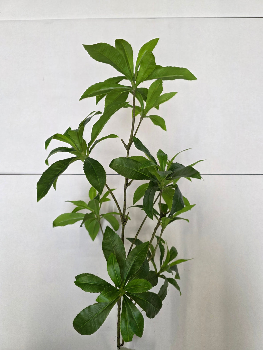 Artificial Wild Schefflera Spray Green