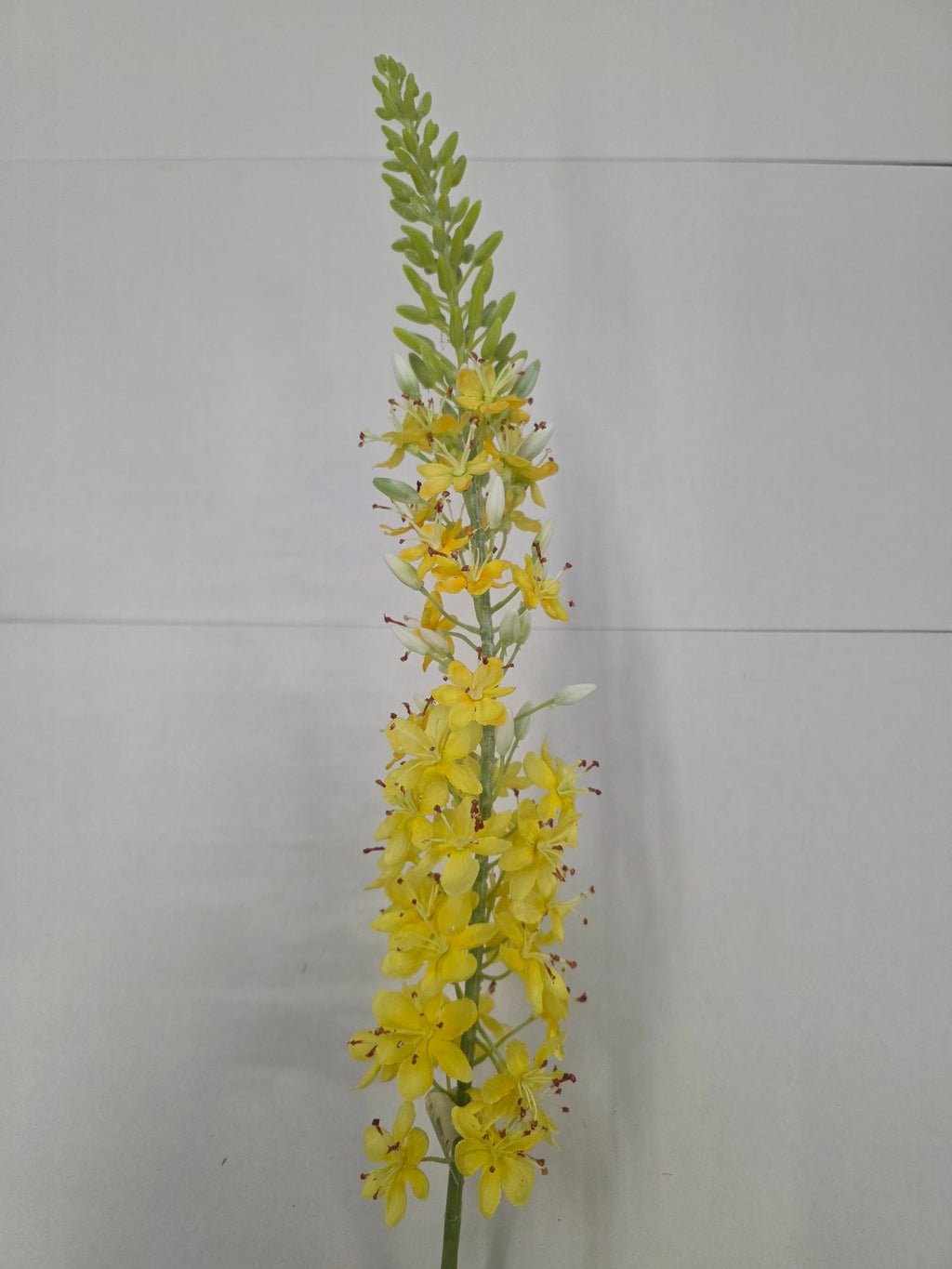 Artificial Eremurus Spray Yellow