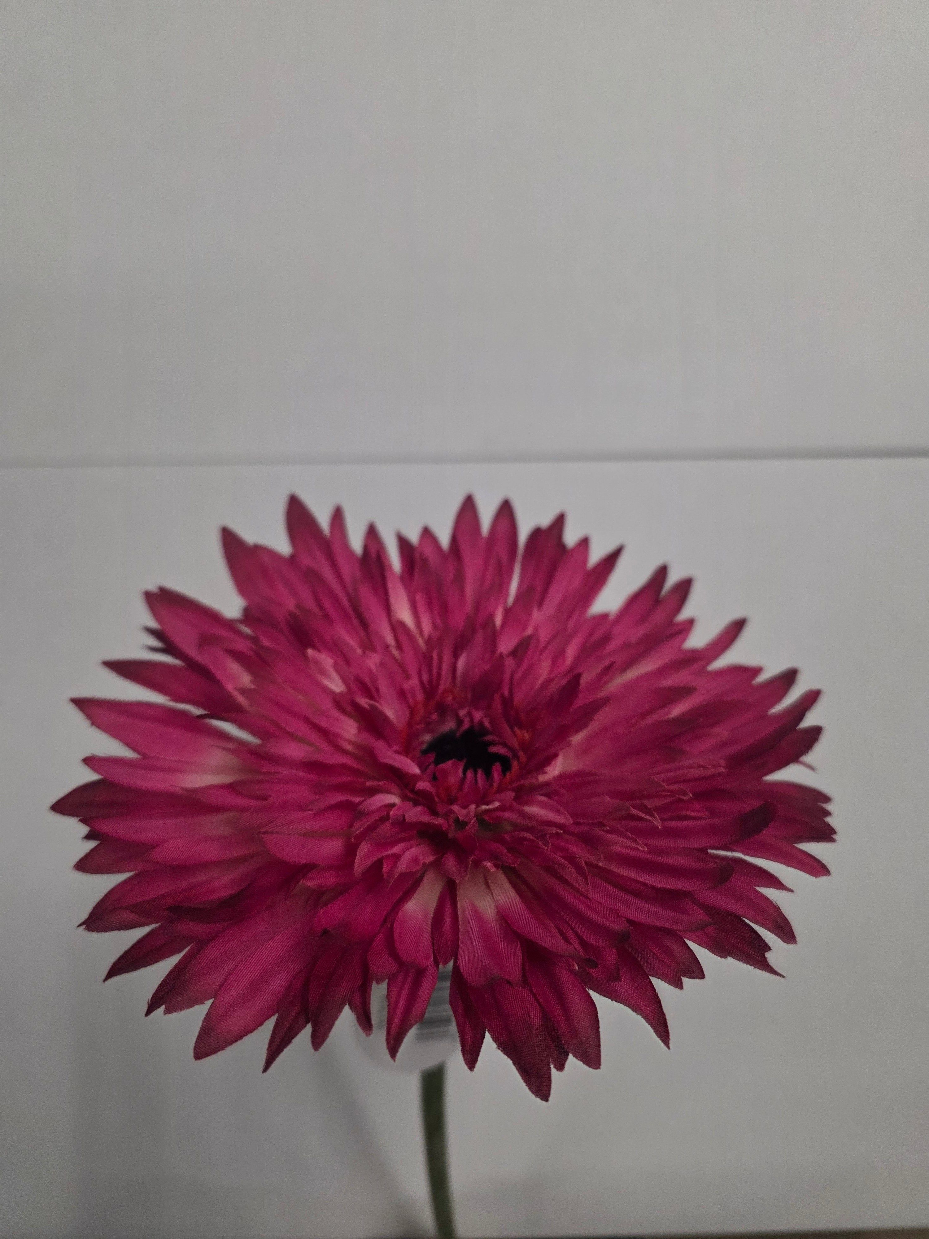 Artificial Gerbera Double Cerise(PAACK OF 2)