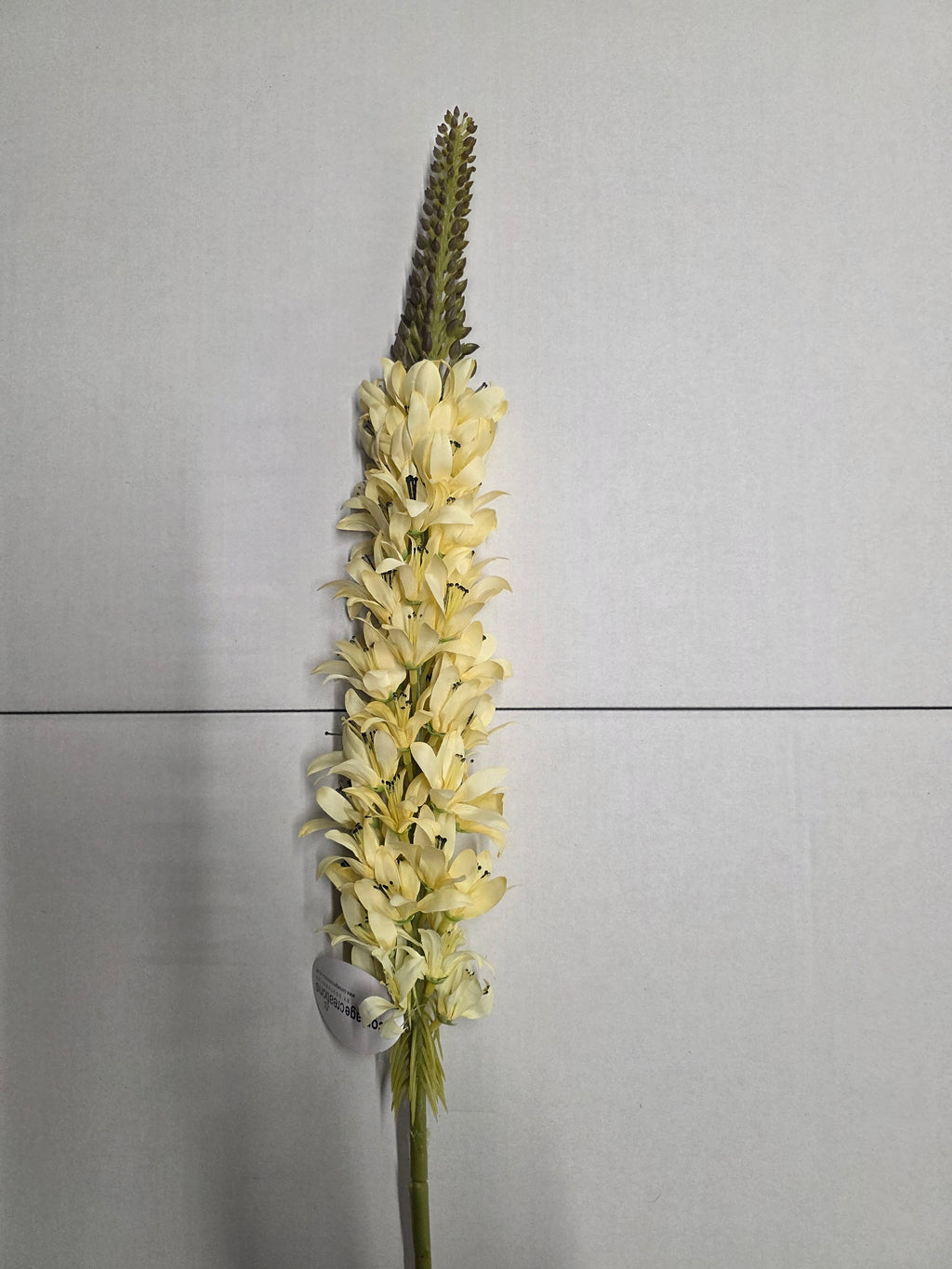 Artificial Lupin Cream (PACK OF 2)