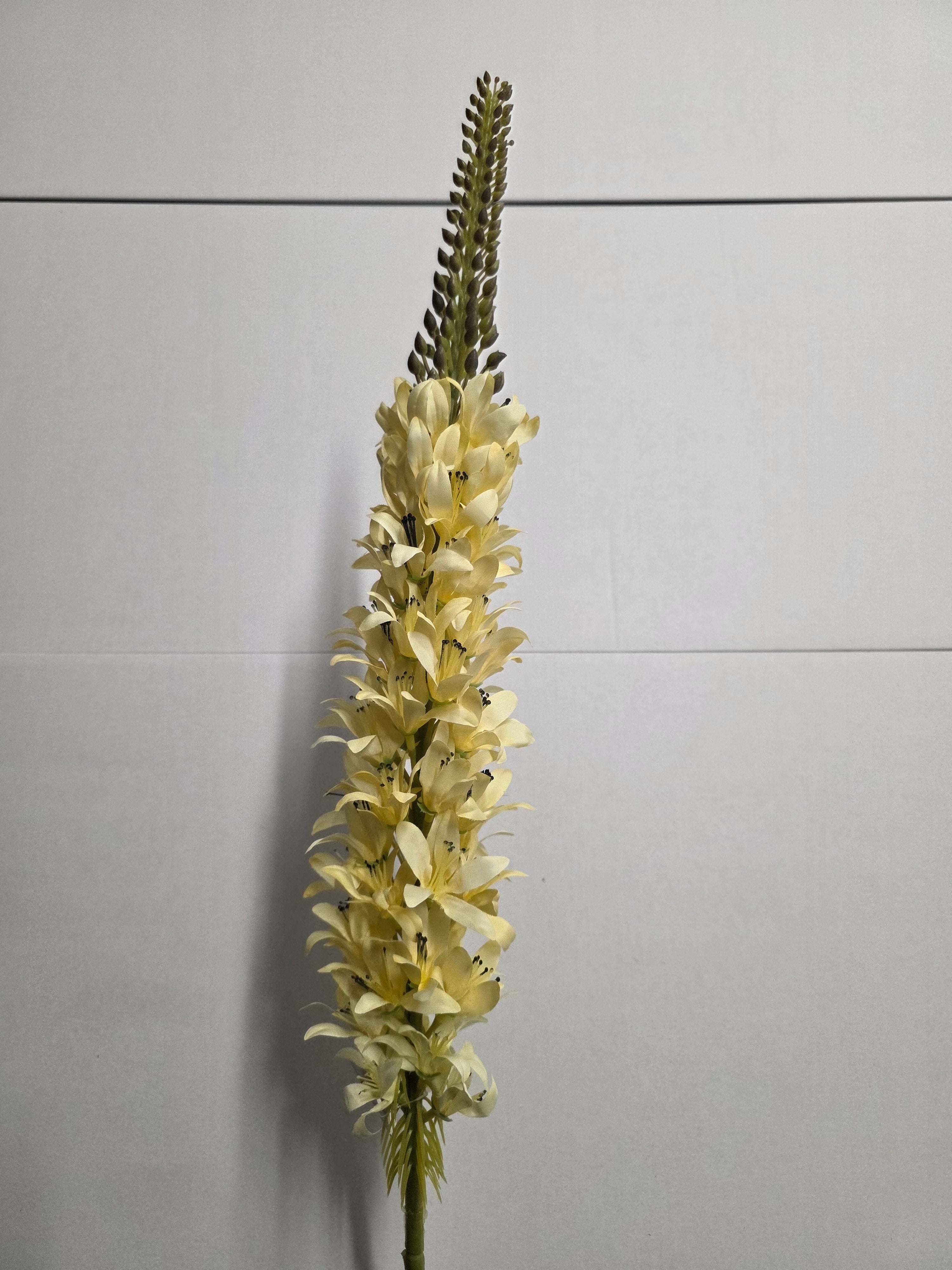 Artificial Lupin Cream (PACK OF 2)