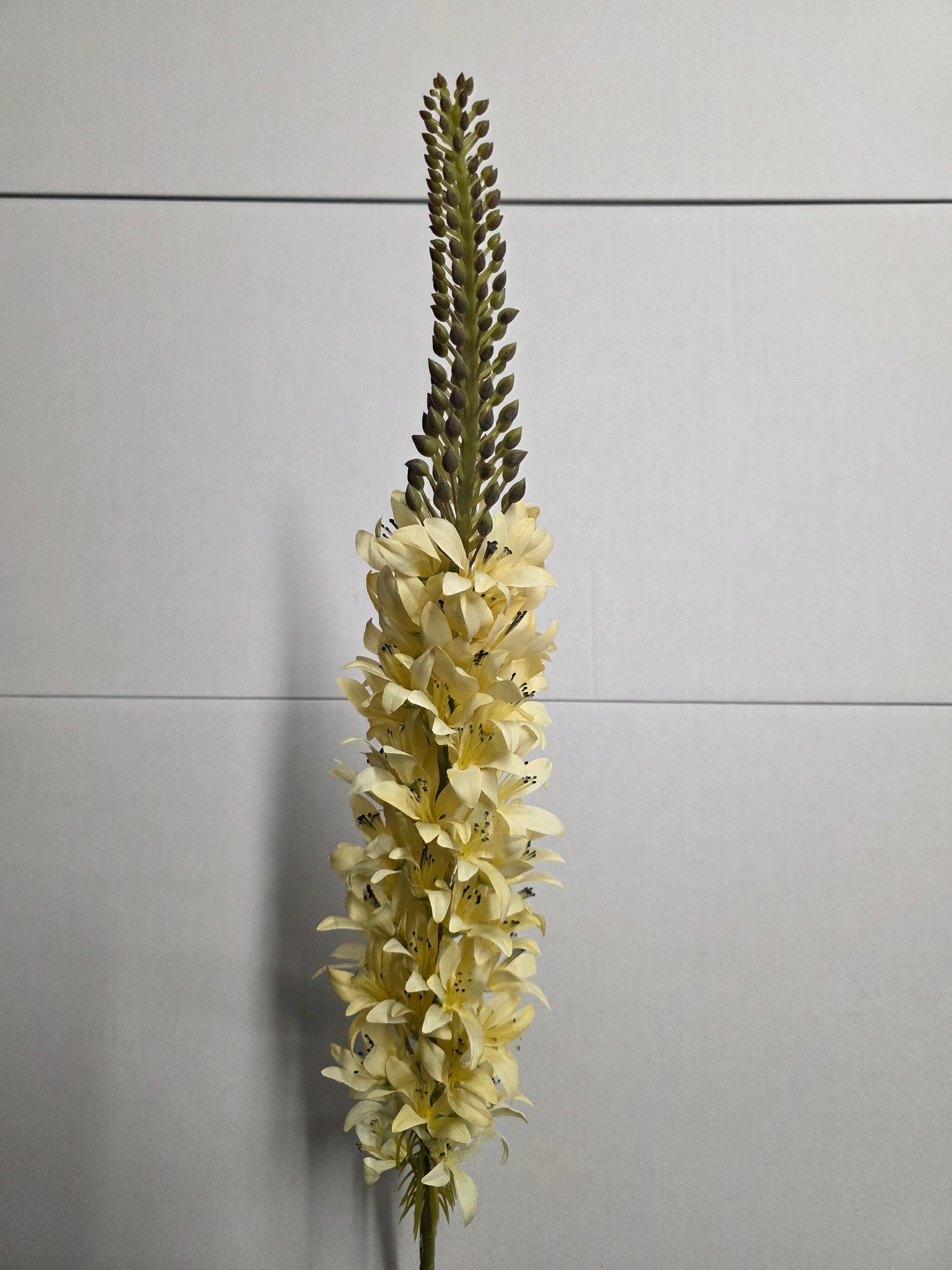 Artificial Lupin Cream (PACK OF 2)