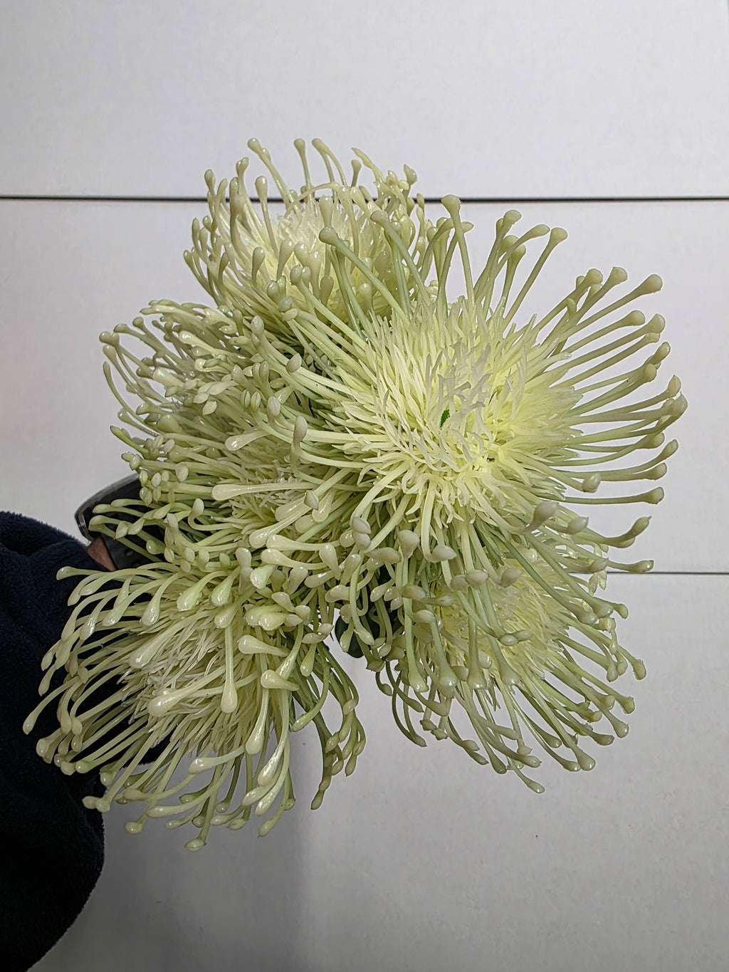 Artificial Leucadendron 48cm Ass X1 (PACK OF 2)