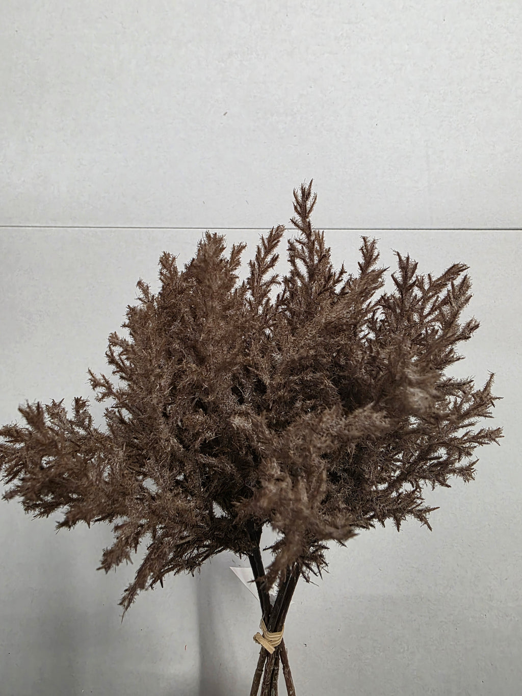 Artificial Reed Inflorescence Dark Beige X6