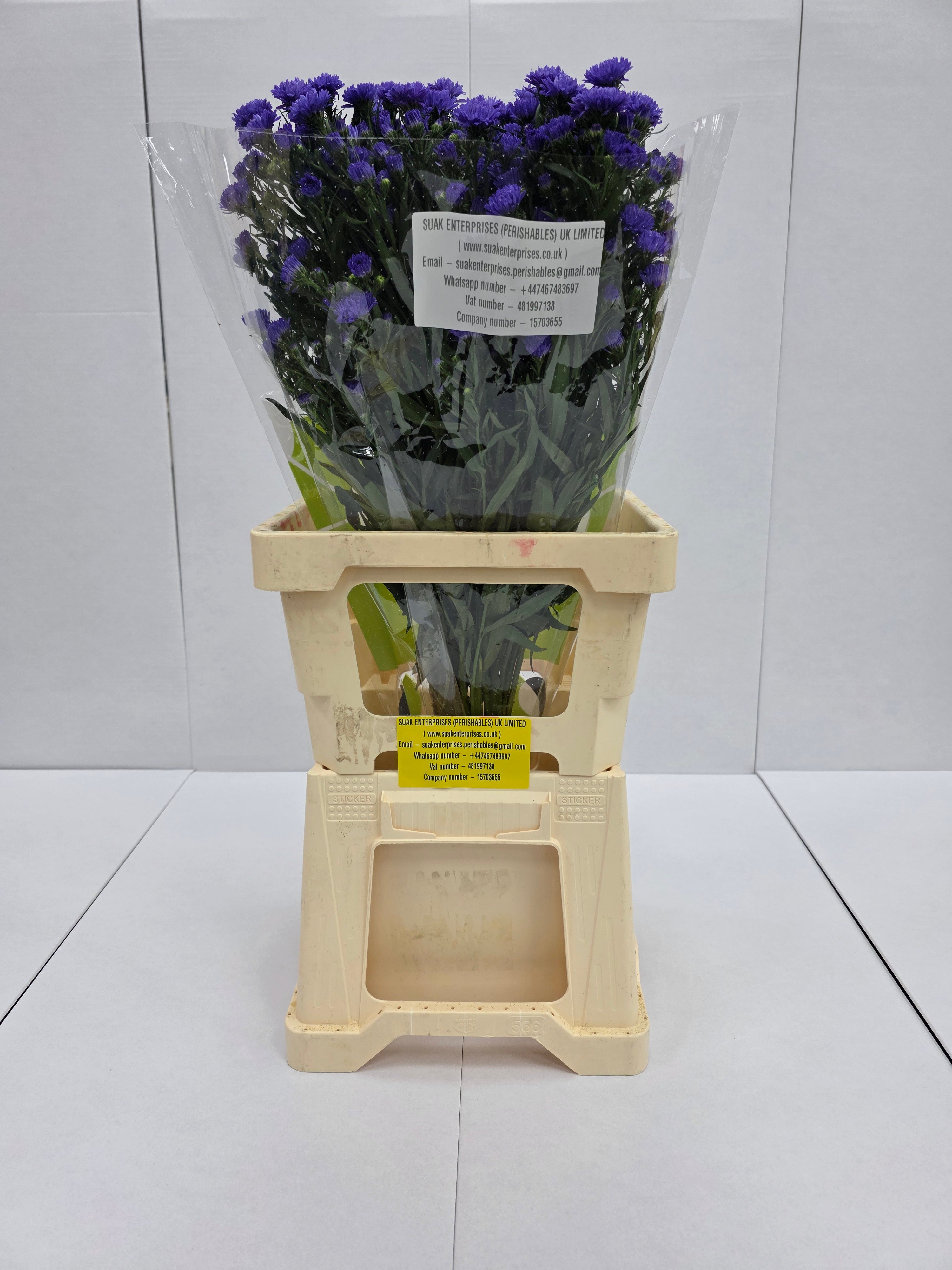 Farm Fresh Aster Astee Dark Milka(Bunch of 25 stems,length 70cm)
