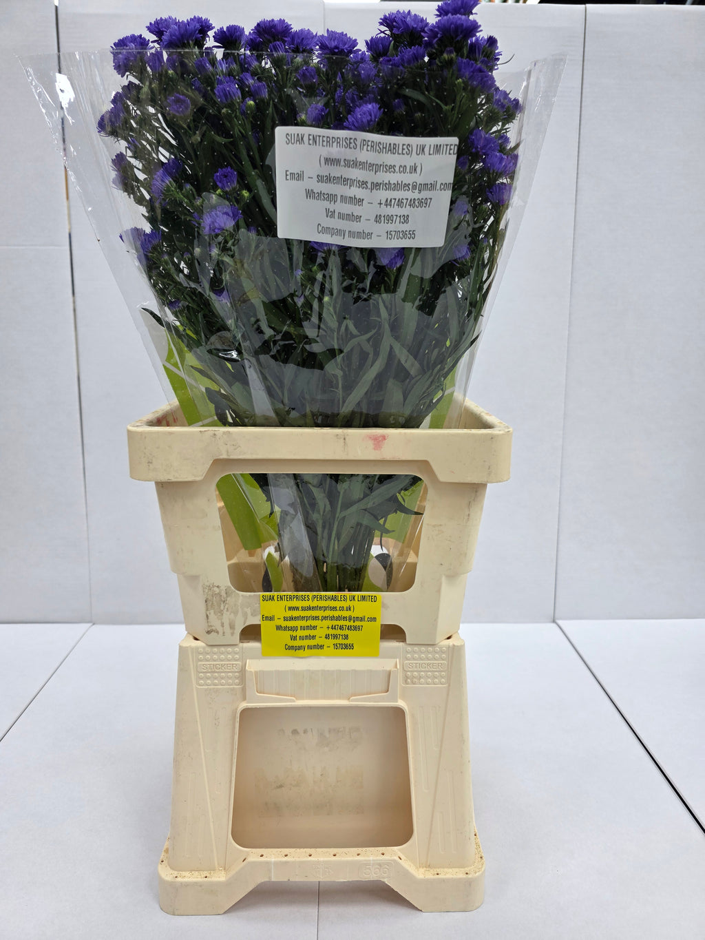 Farm Fresh Aster Astee Dark Milka(Bunch of 25 stems,length 70cm)