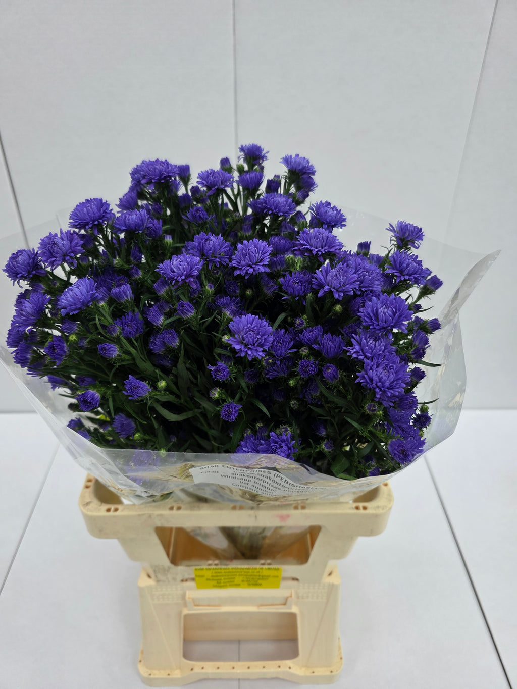 Farm Fresh Aster Astee Dark Milka(Bunch of 25 stems,length 70cm)