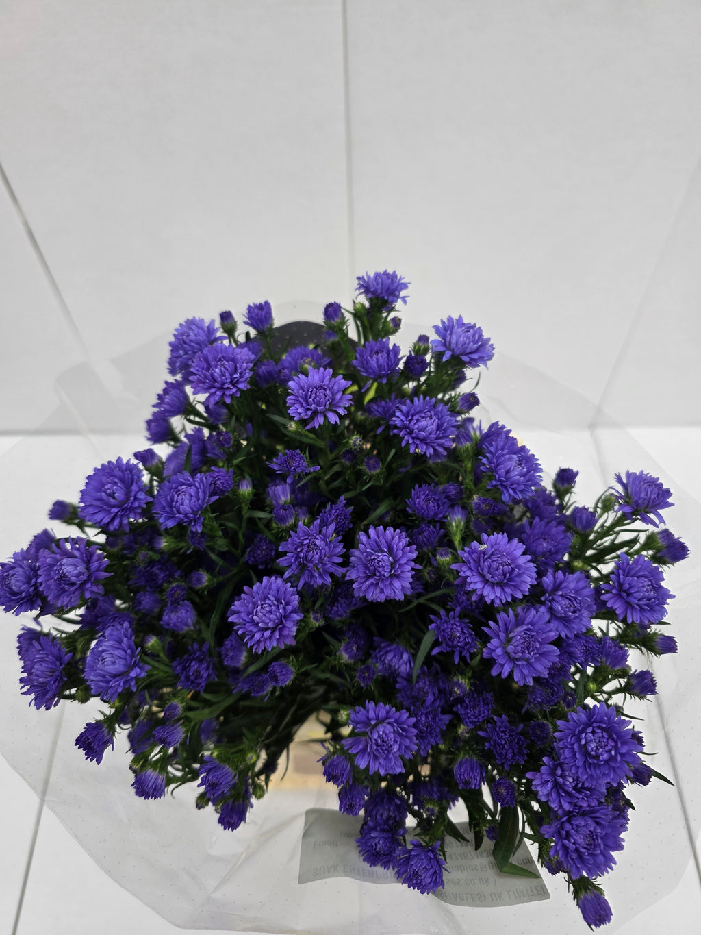 Farm Fresh Aster Astee Dark Milka(Bunch of 25 stems,length 70cm)