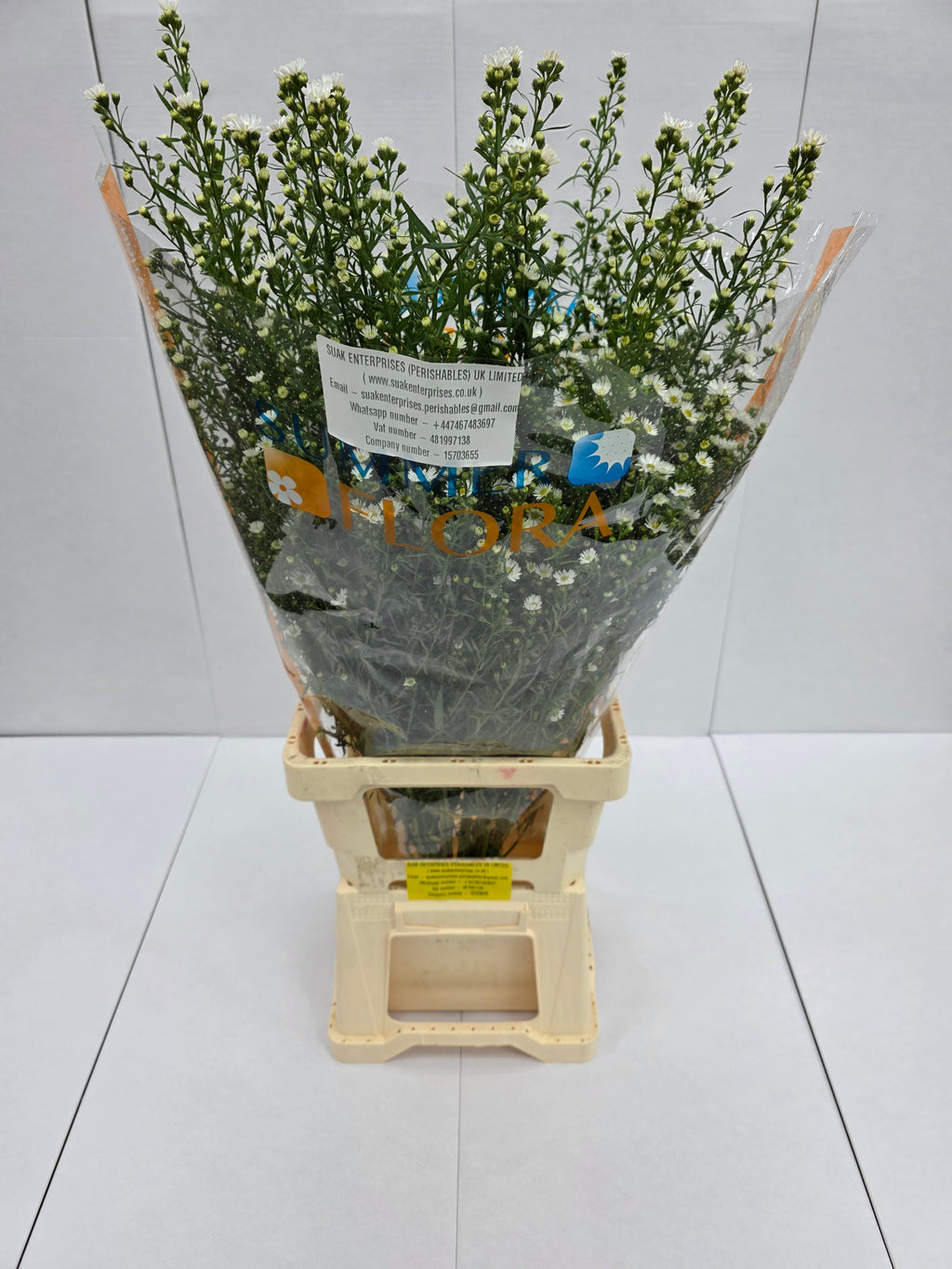 Farm Fresh Aster Paquita (Bunch of 25 stems, length 90cm)