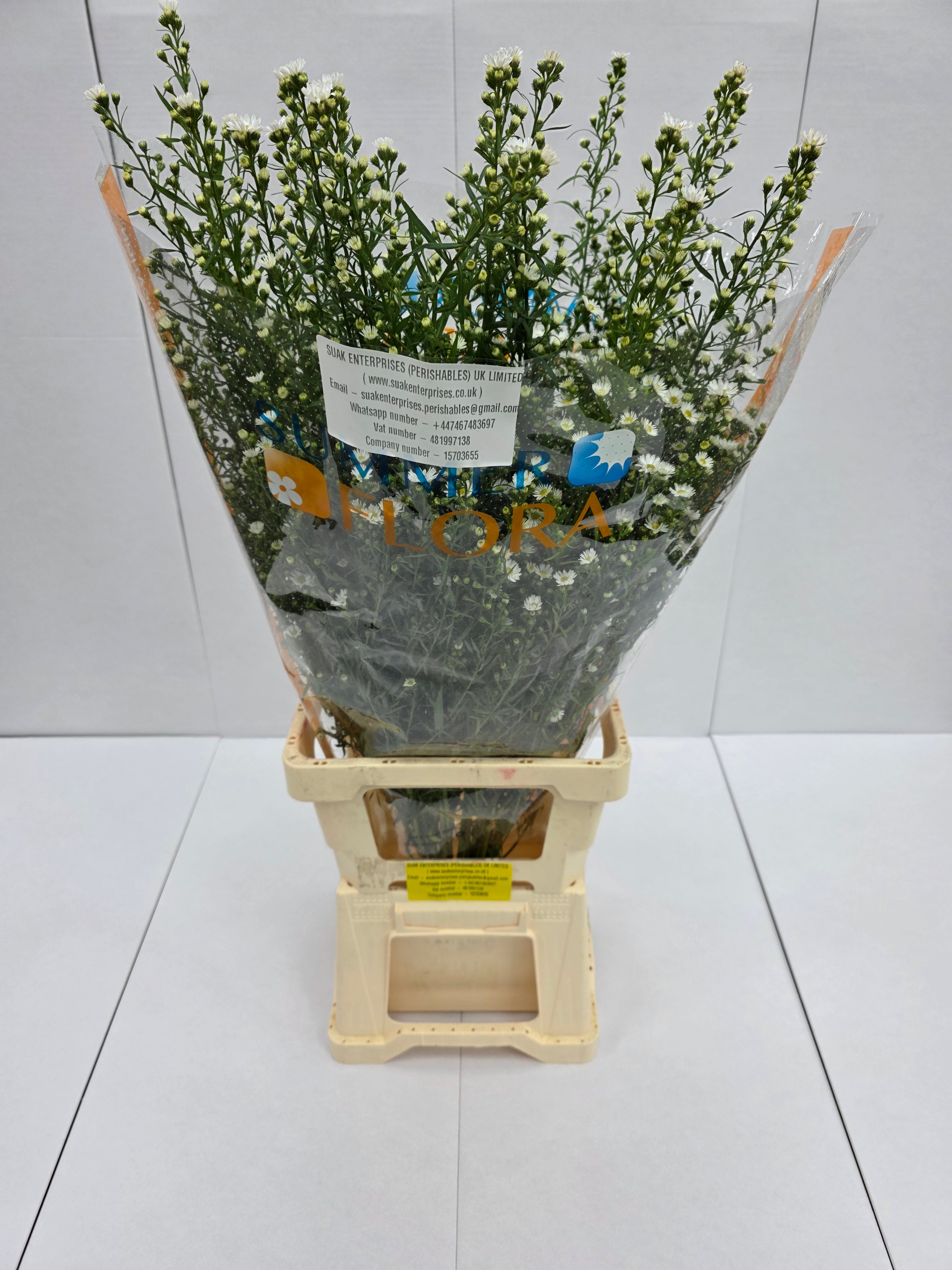 Farm Fresh Aster Paquita (Bunch of 25 stems, length 90cm)
