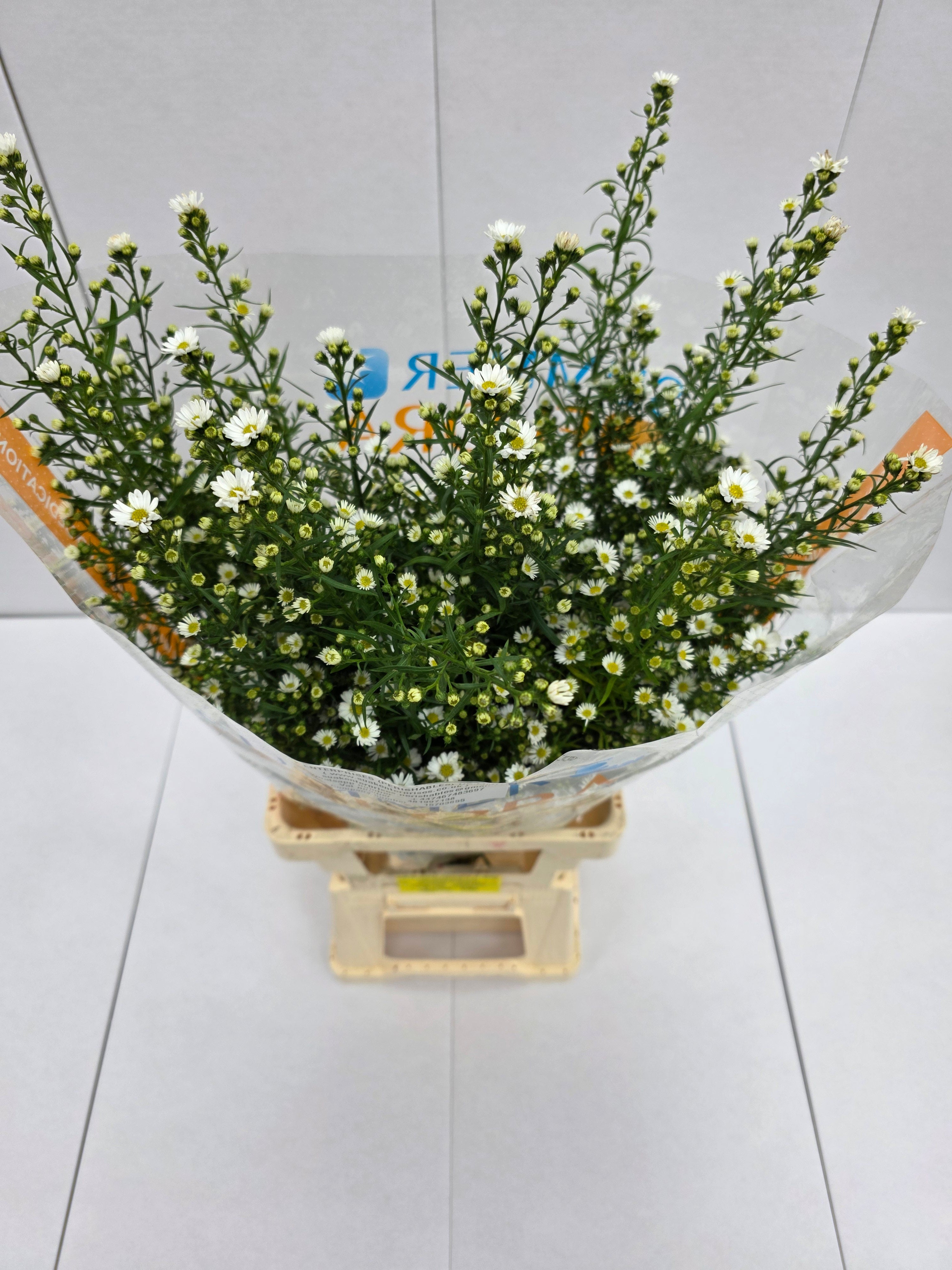 Farm Fresh Aster Paquita (Bunch of 25 stems, length 90cm)