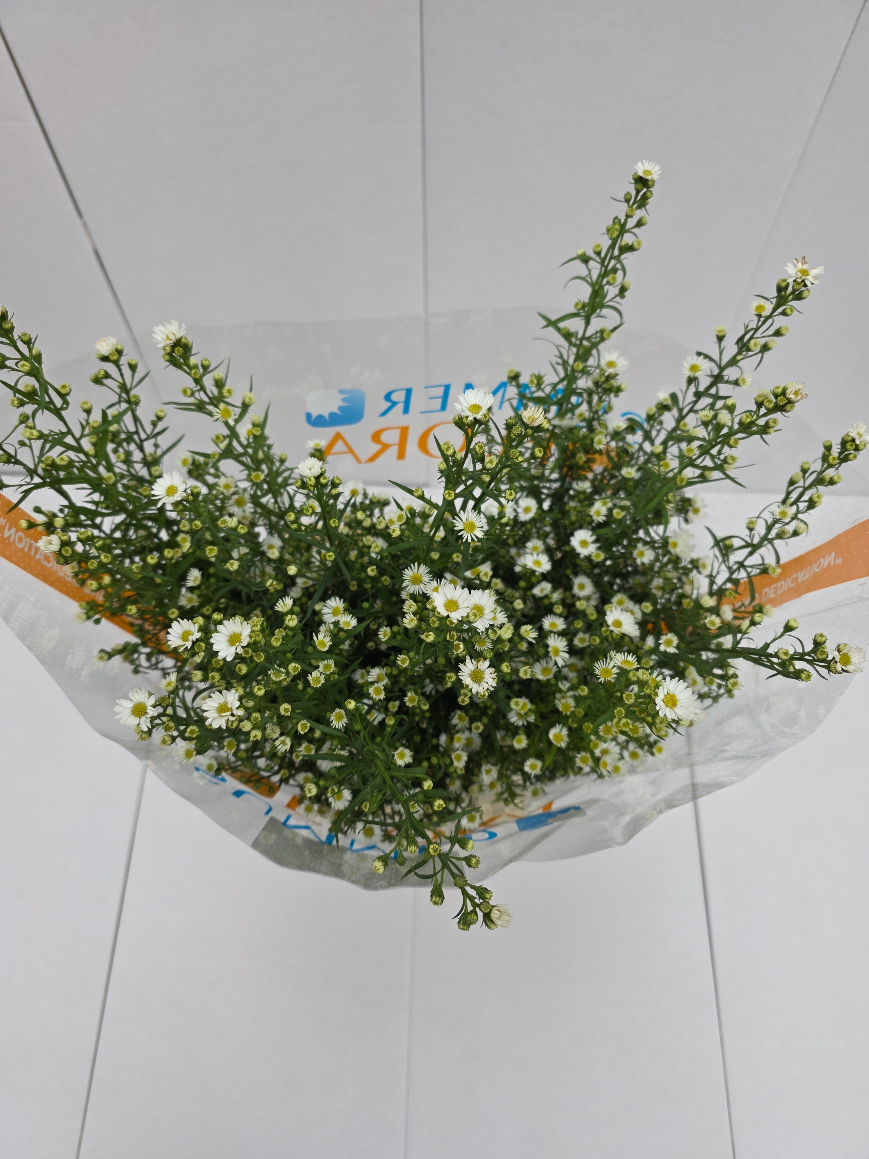 Farm Fresh Aster Paquita (Bunch of 25 stems, length 90cm)