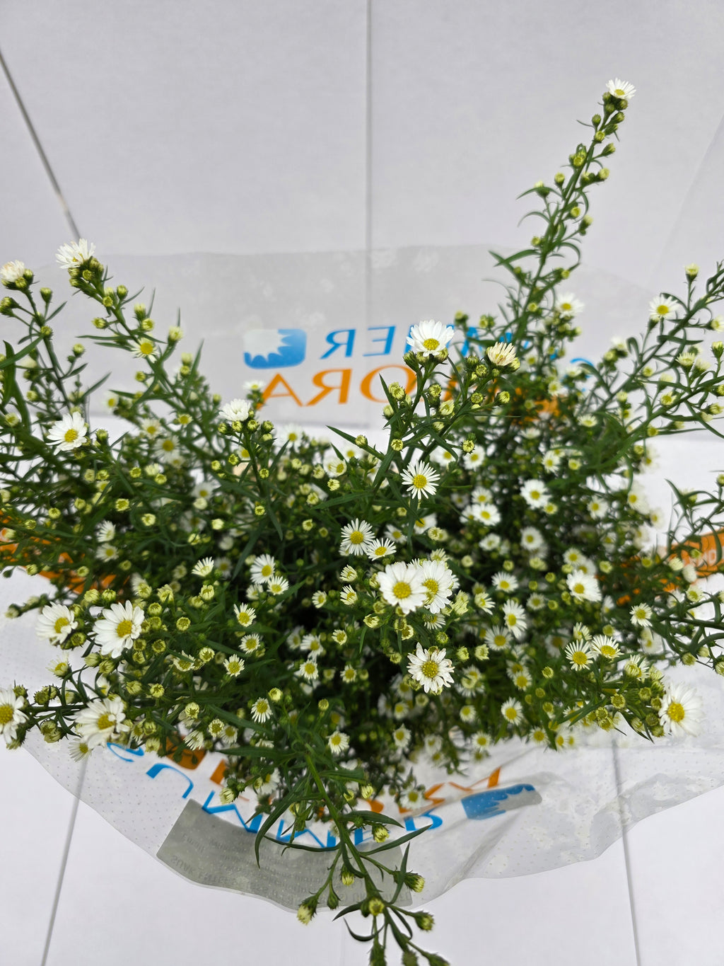 Farm Fresh Aster Paquita (Bunch of 25 stems, length 90cm)