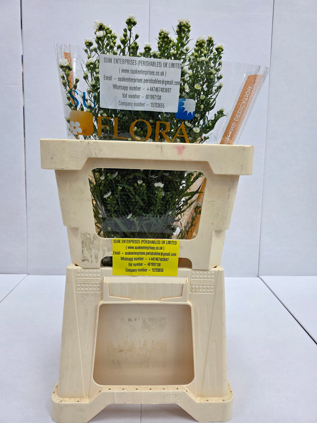 Farm Fresh Aster Paquita (Bunch of 25 stems , length 60cm)