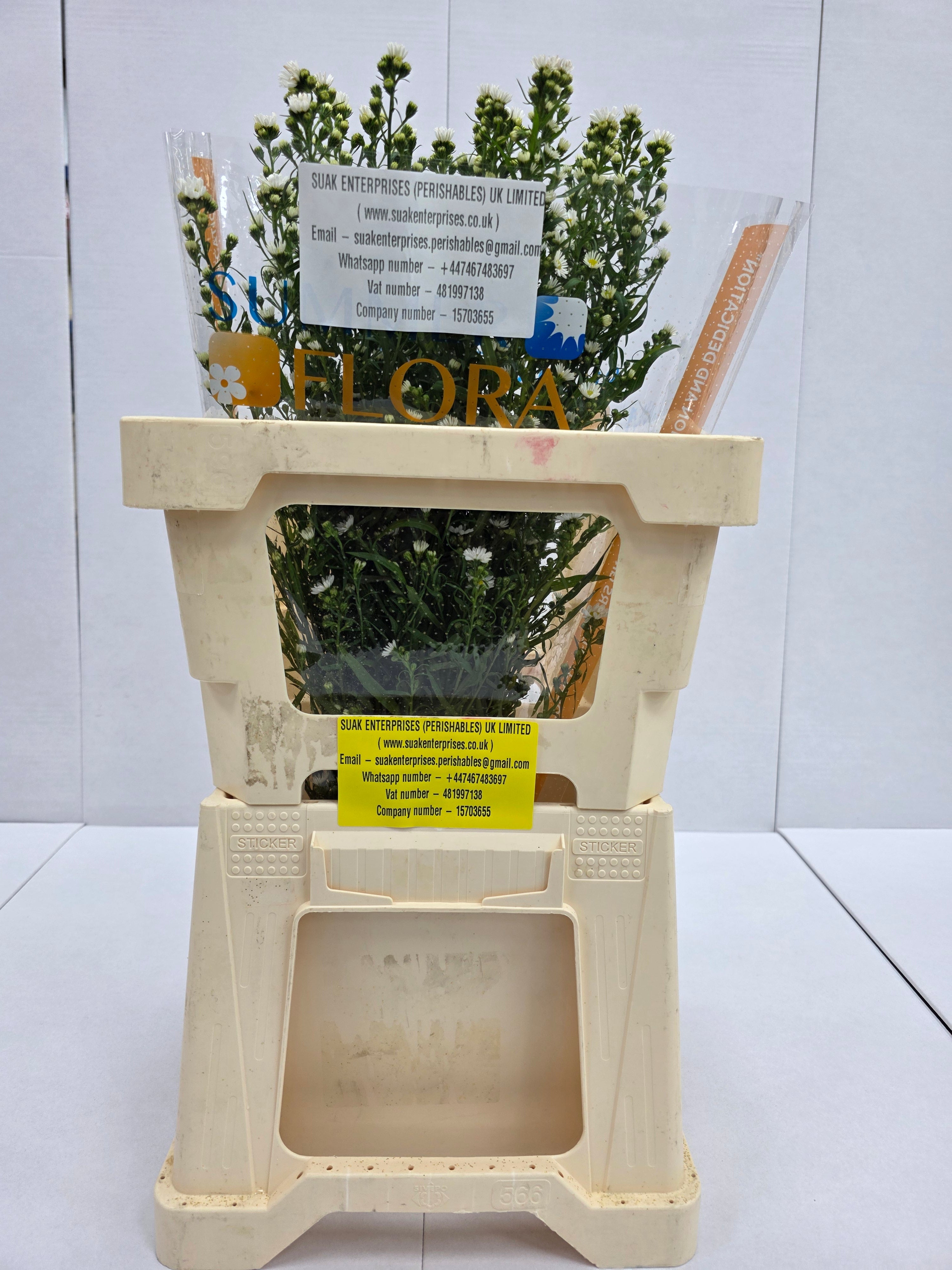Farm Fresh Aster Paquita (Bunch of 25 stems , length 60cm)