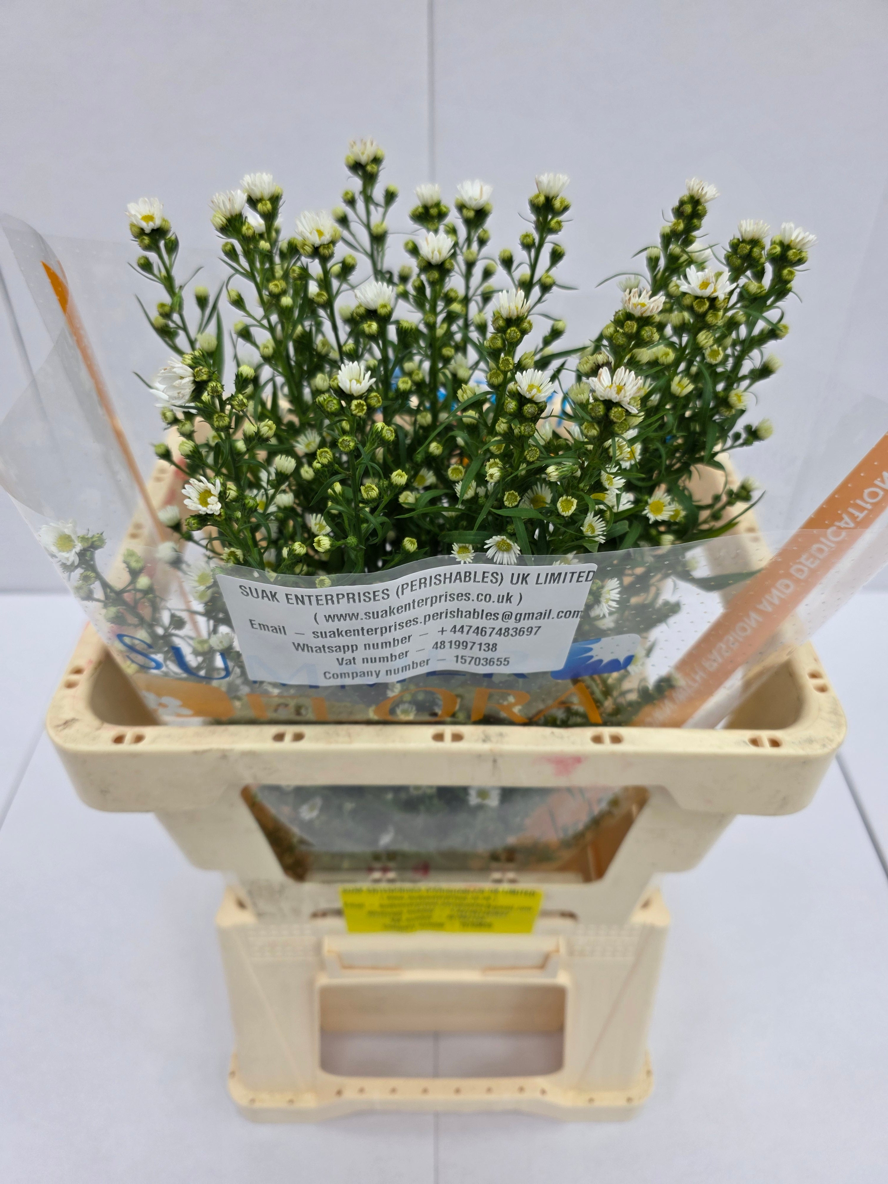 Farm Fresh Aster Paquita (Bunch of 25 stems , length 60cm)