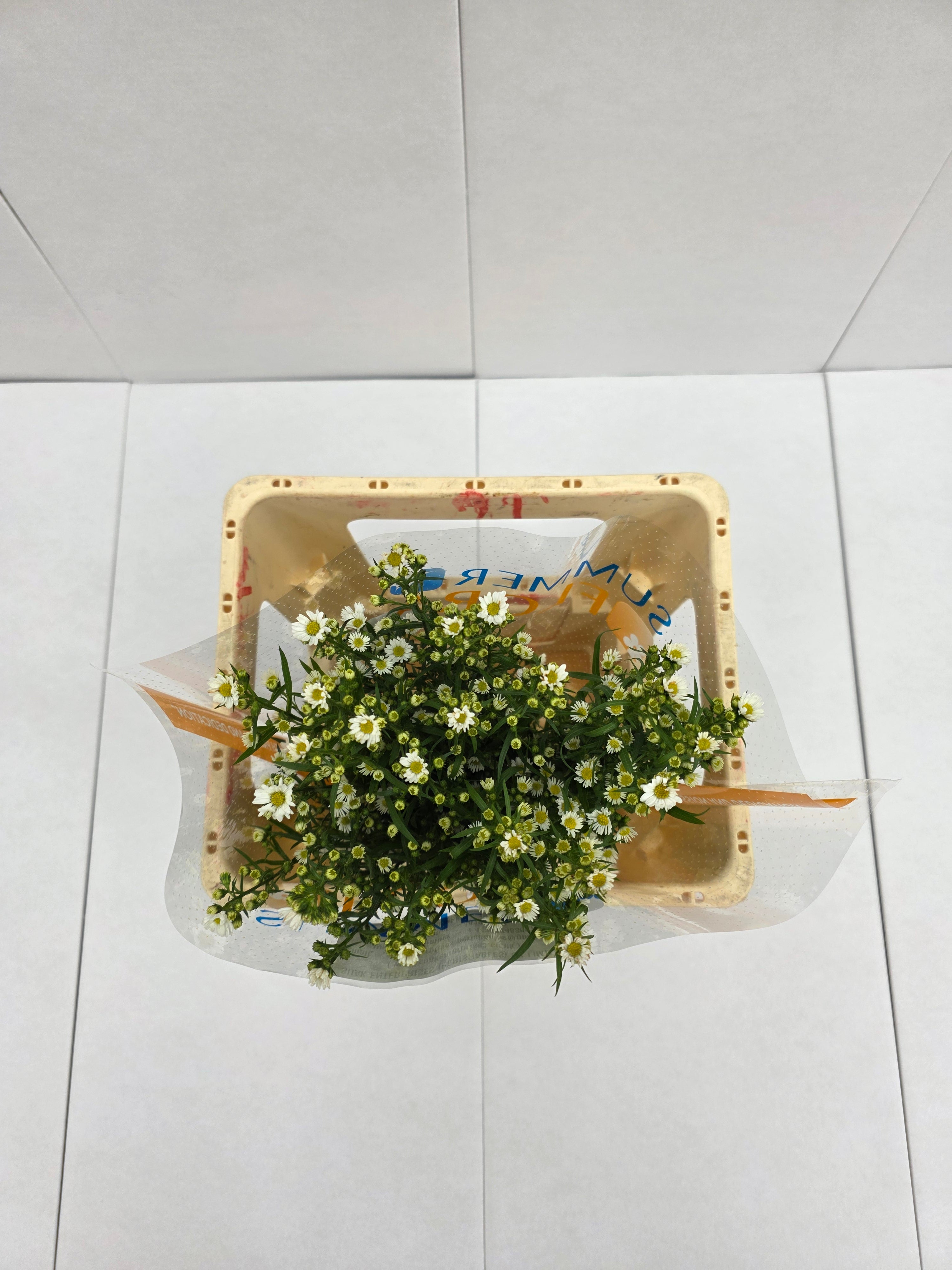Farm Fresh Aster Paquita (Bunch of 25 stems , length 60cm)