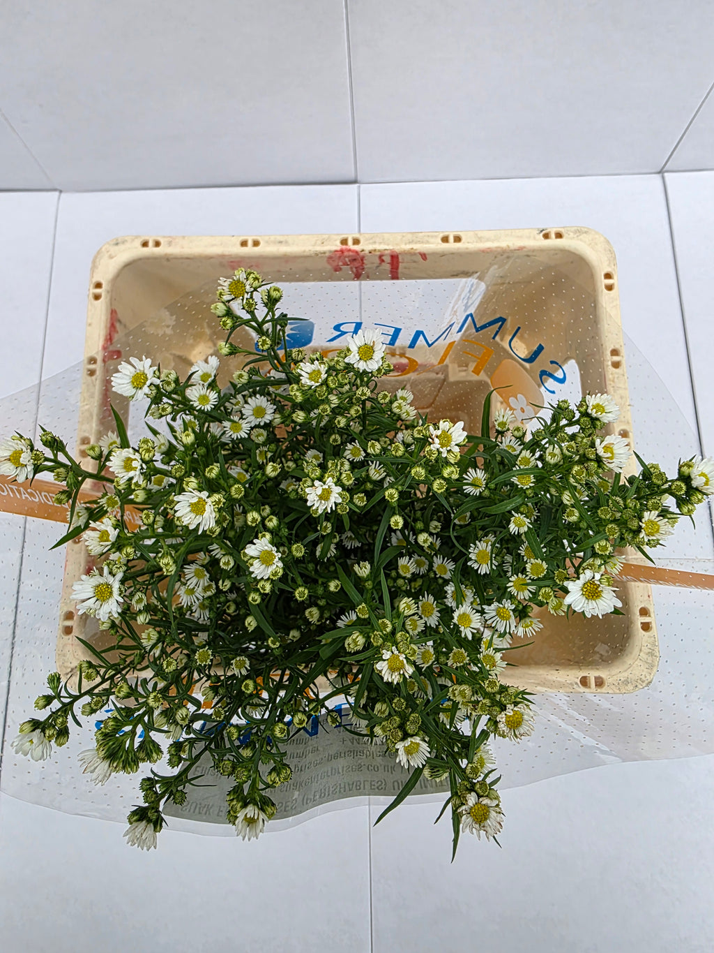 Farm Fresh Aster Paquita (Bunch of 25 stems , length 60cm)