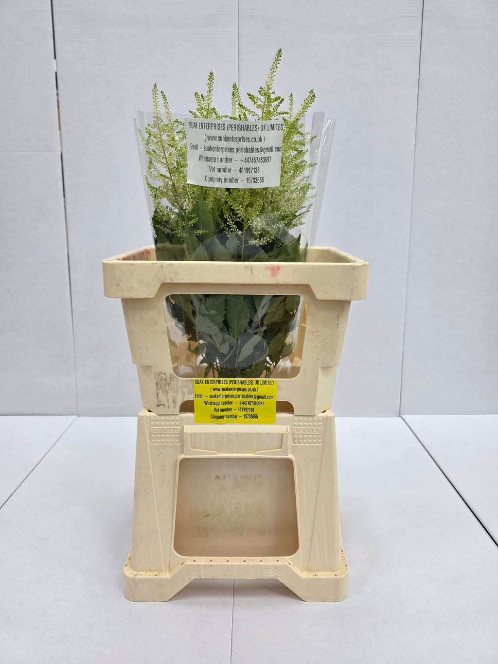 Farm Fresh Astilbe Washingthon(Bunch of 20 stems, length 50-60cm)