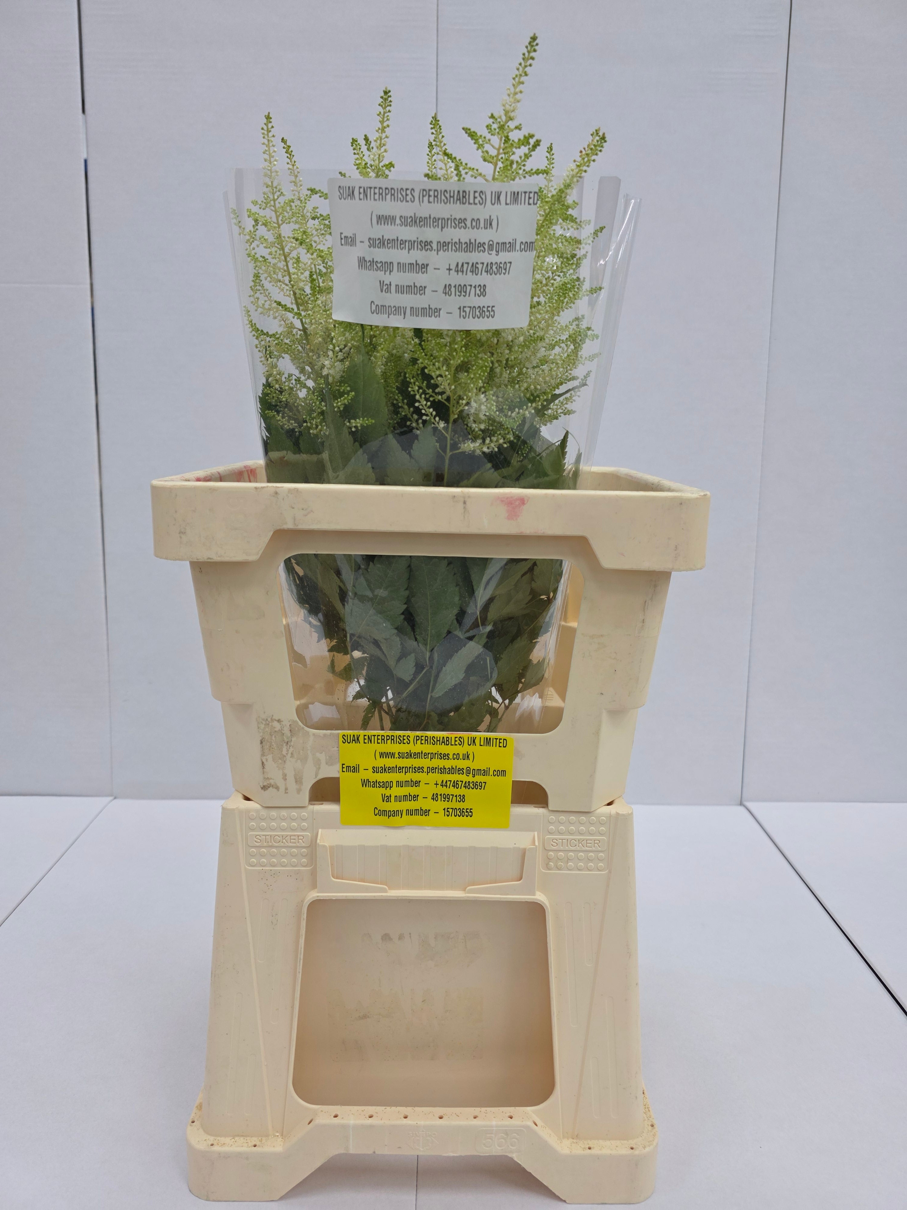 Farm Fresh Astilbe Washingthon(Bunch of 20 stems, length 50-60cm)