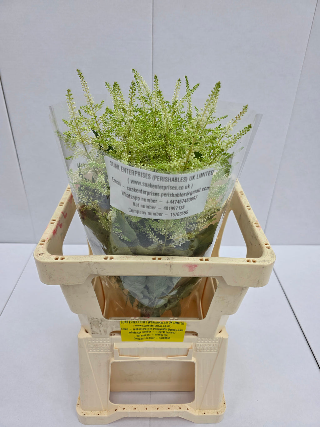 Farm Fresh Astilbe Washingthon(Bunch of 20 stems, length 50-60cm)