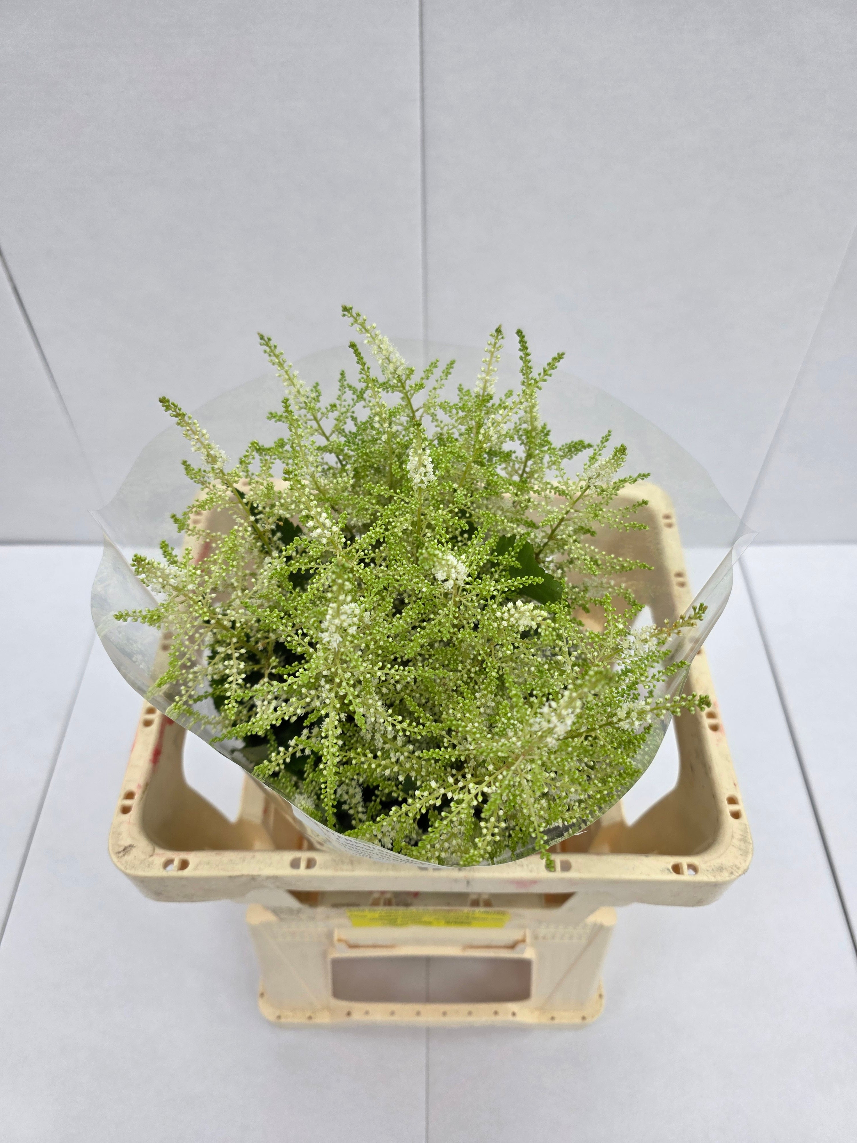 Farm Fresh Astilbe Washingthon(Bunch of 20 stems, length 50-60cm)